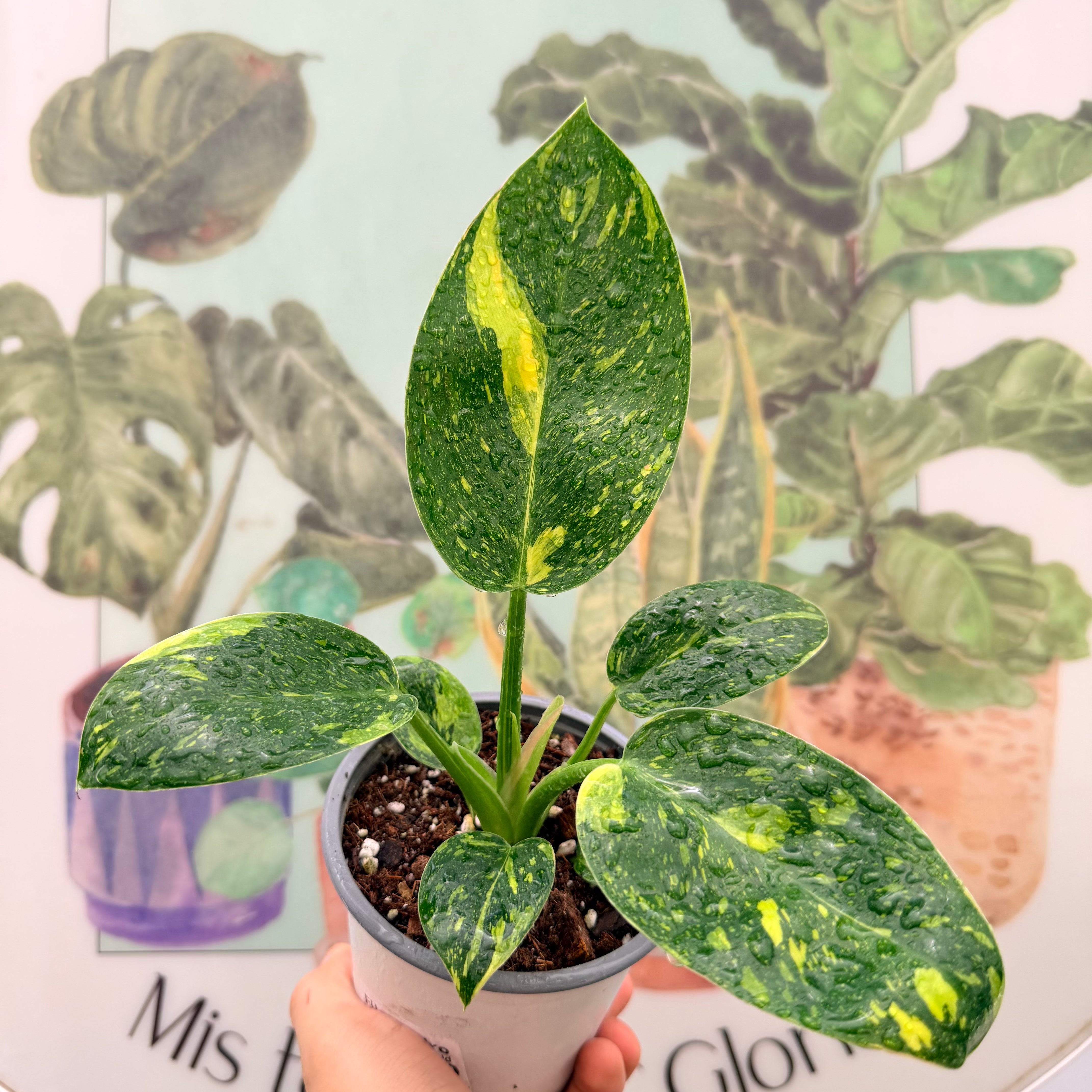 Filodendro Green Congo Hibrido Variegado