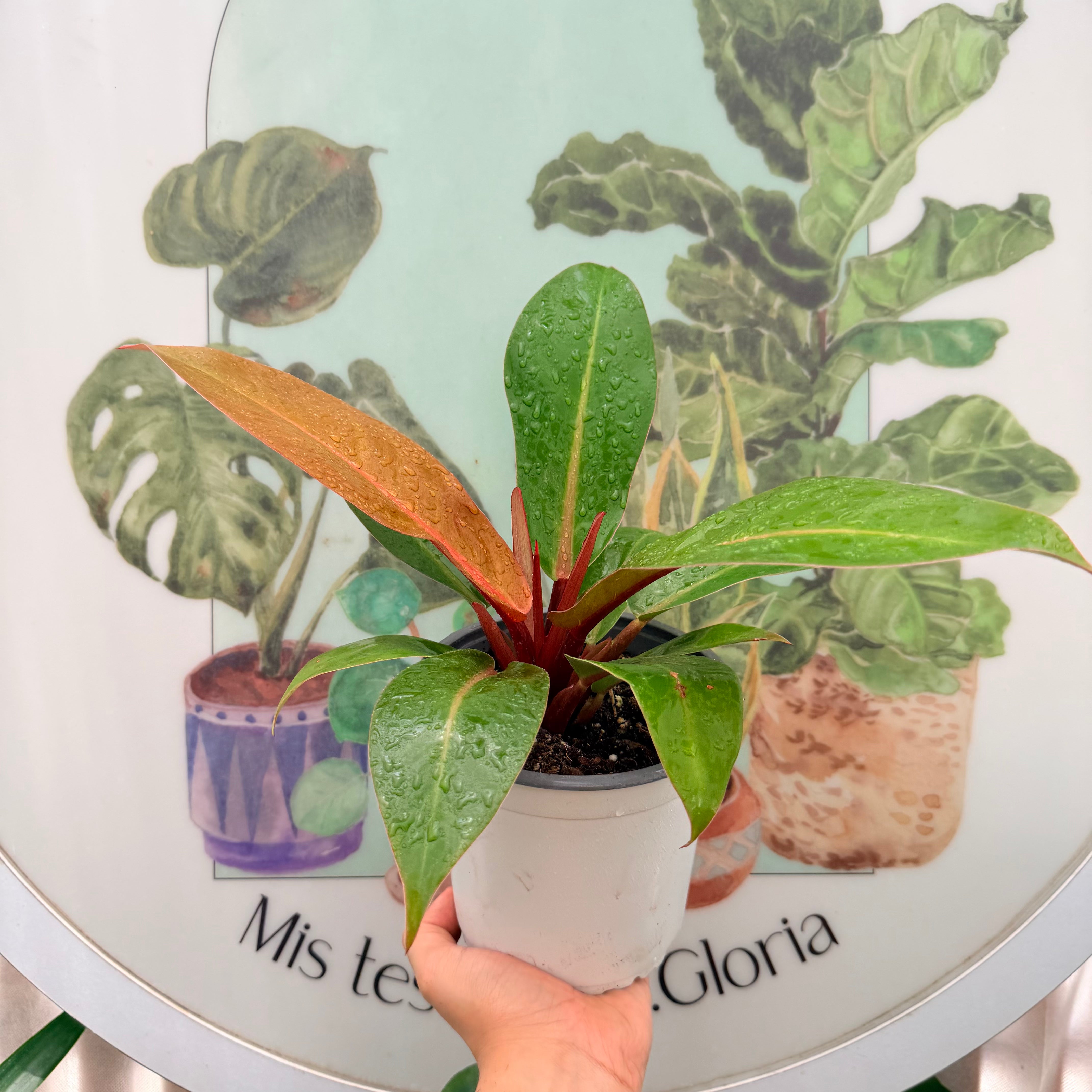 Filodendron Orange MM