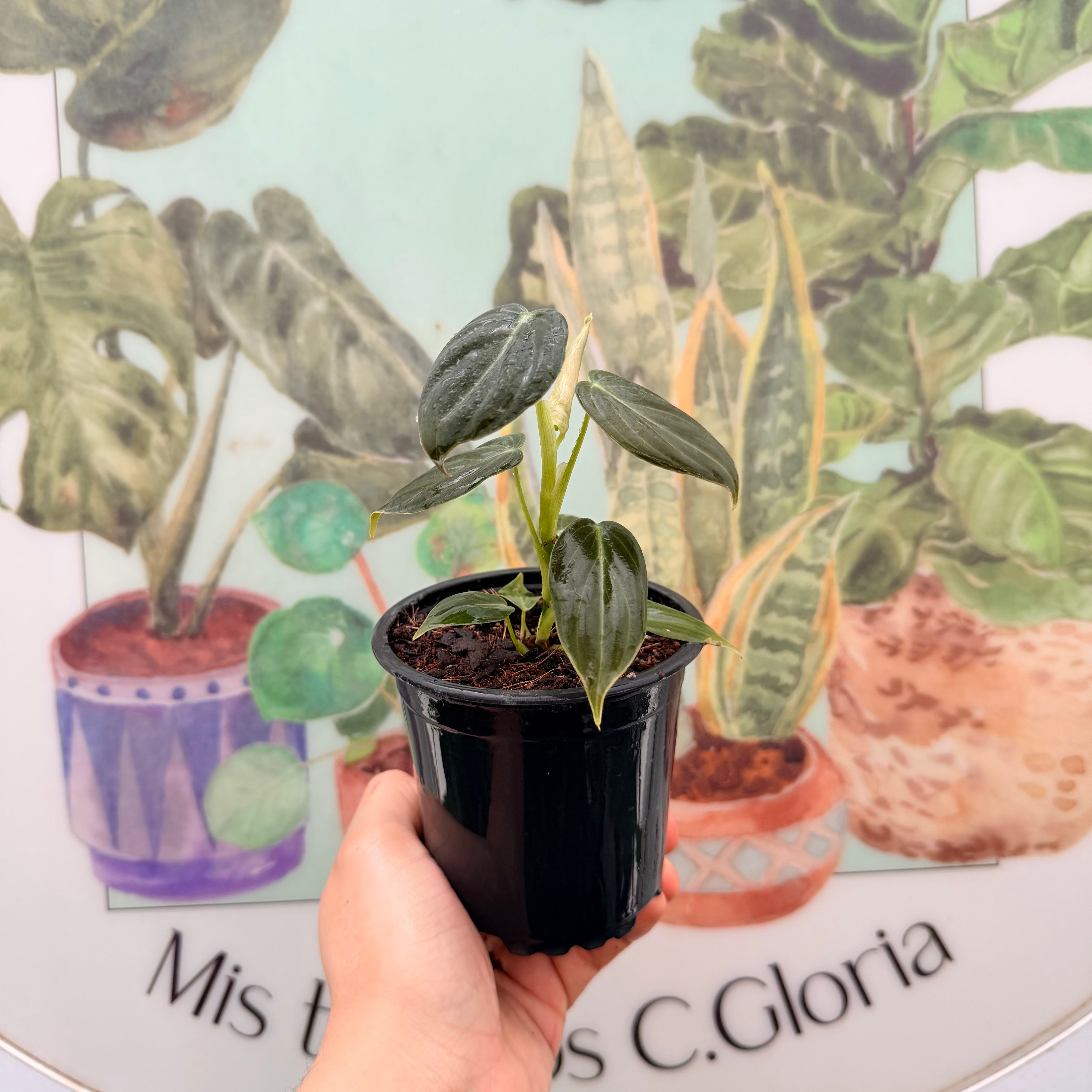 Filodendro Melanochrysum