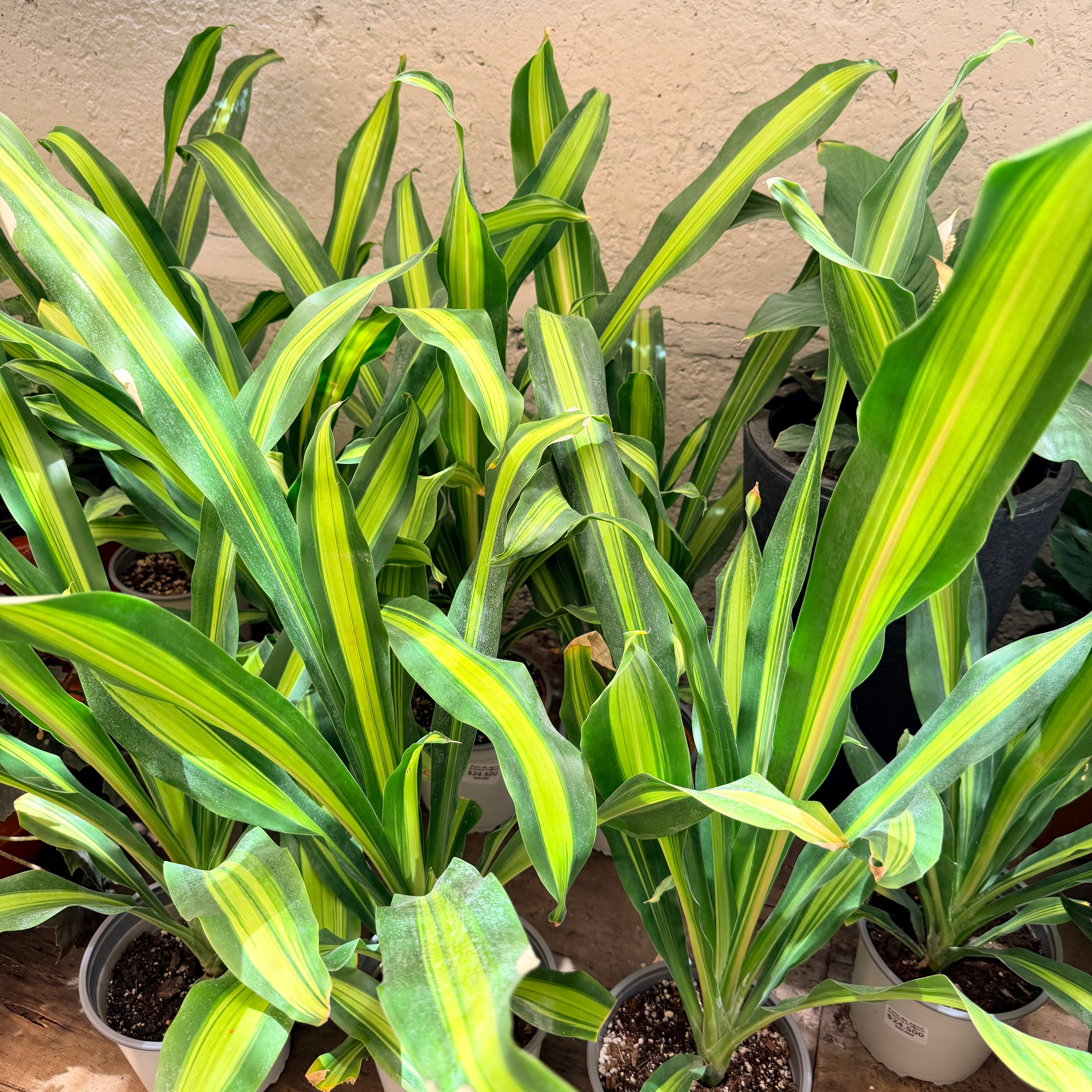 Palo de agua LL - sin tronquito