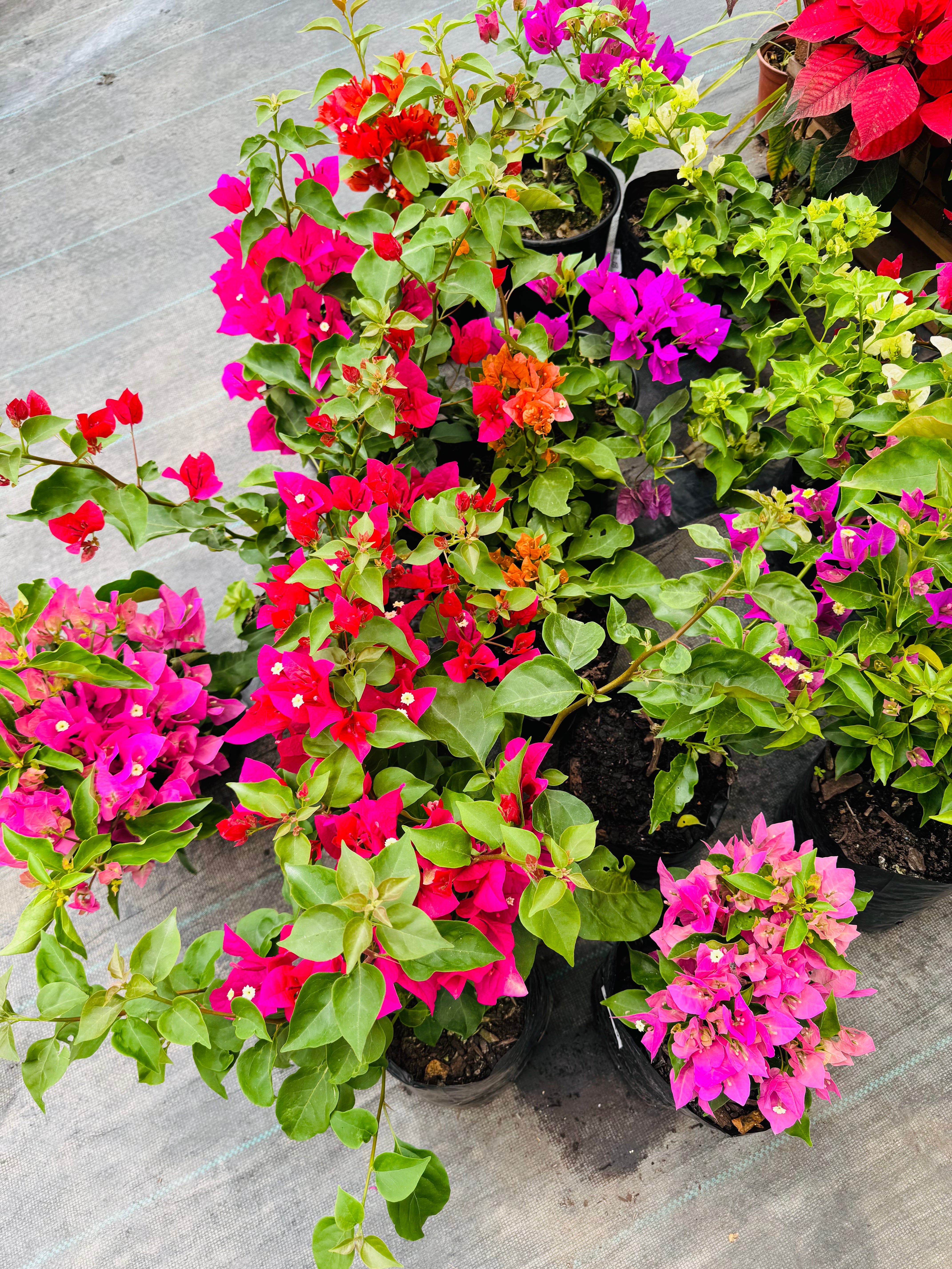 Vivero Mis Tesoros C Gloria