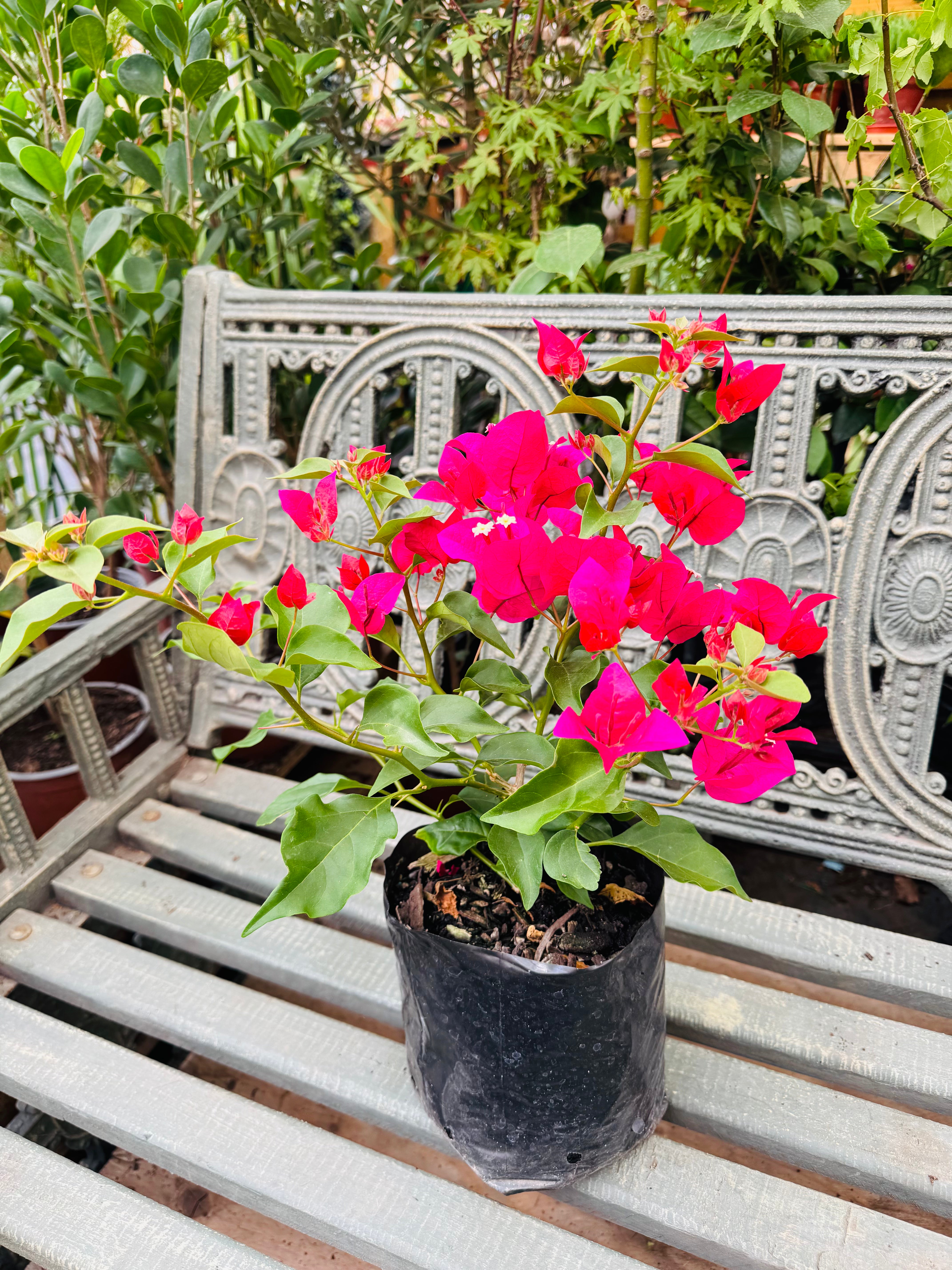 Vivero Mis Tesoros C Gloria