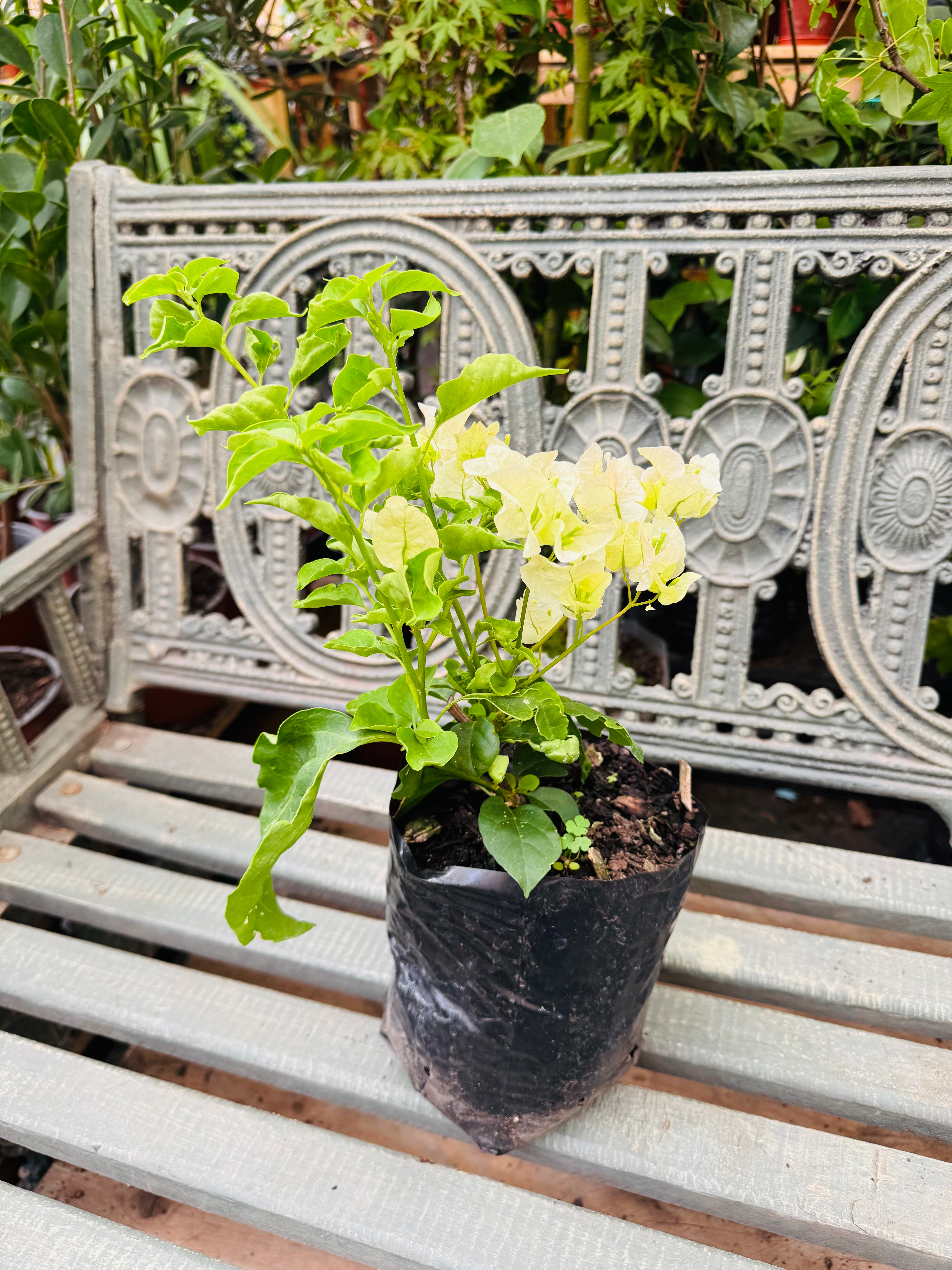 Vivero Mis Tesoros C Gloria