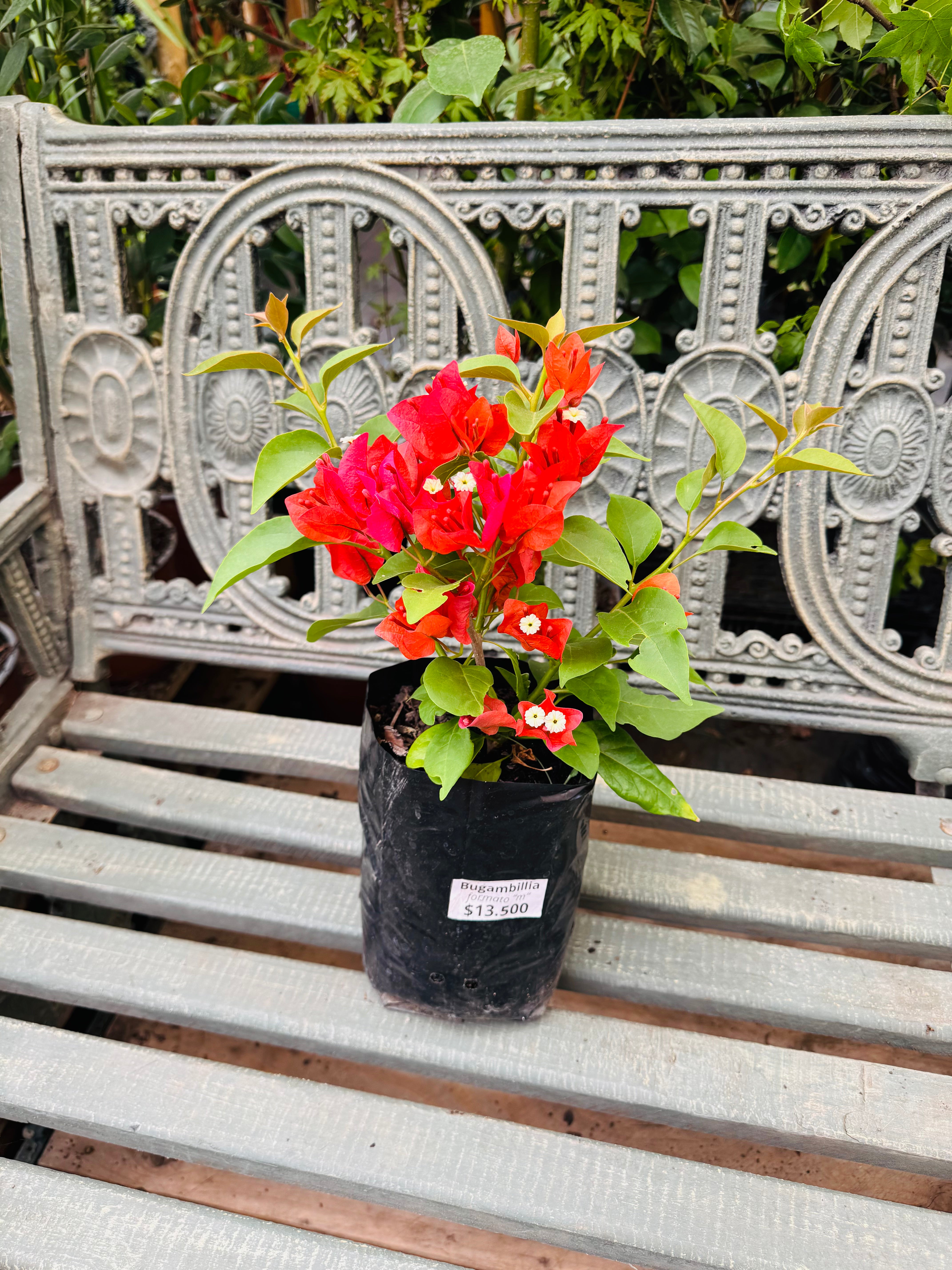 Vivero Mis Tesoros C Gloria