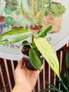 Philodendron José Buono