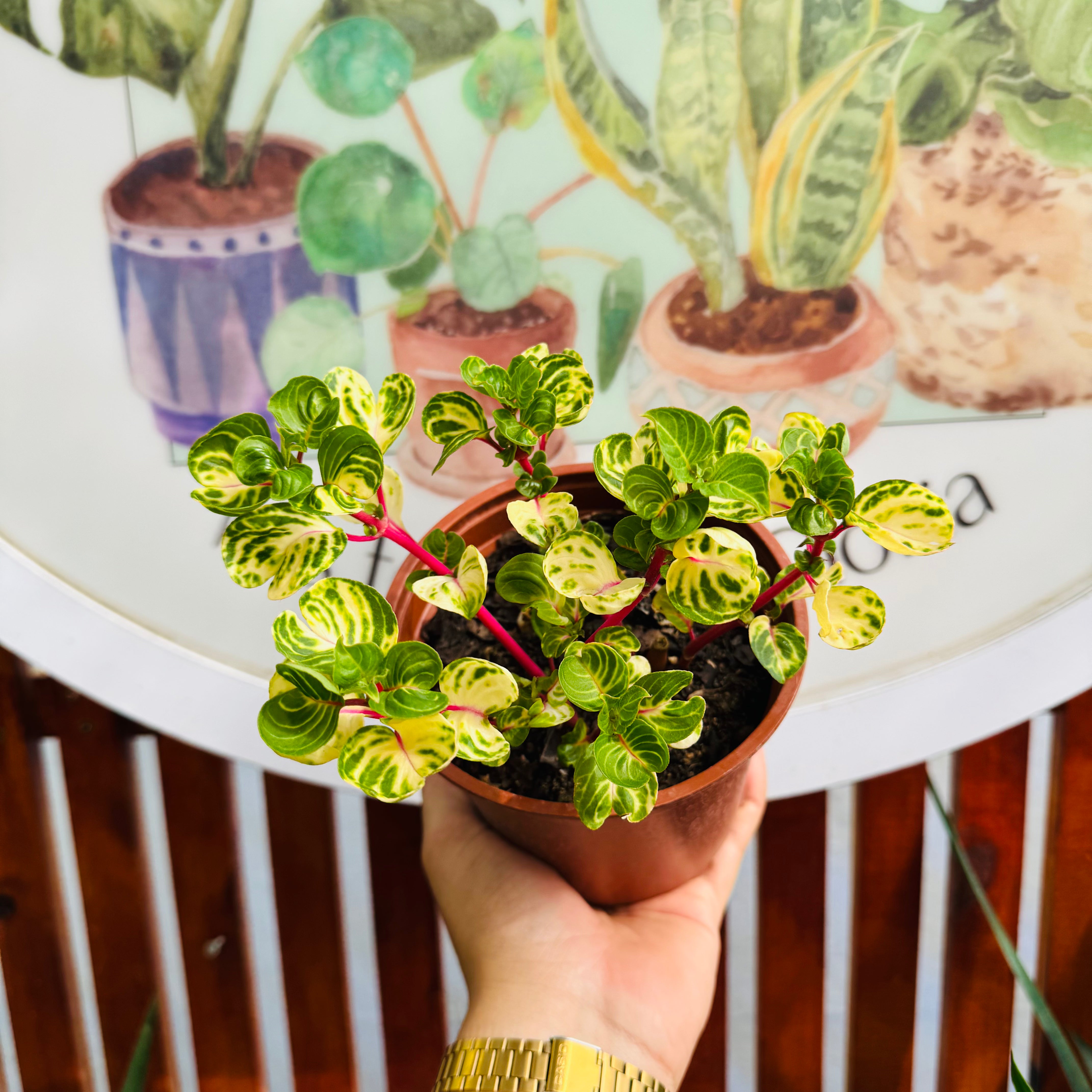 3 plantas por $10.000