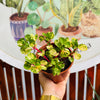 3 plantas por $10.000