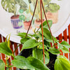 Cordatum Verde
