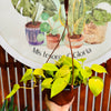 Cordatum Lemon