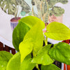 Pothus Neón
