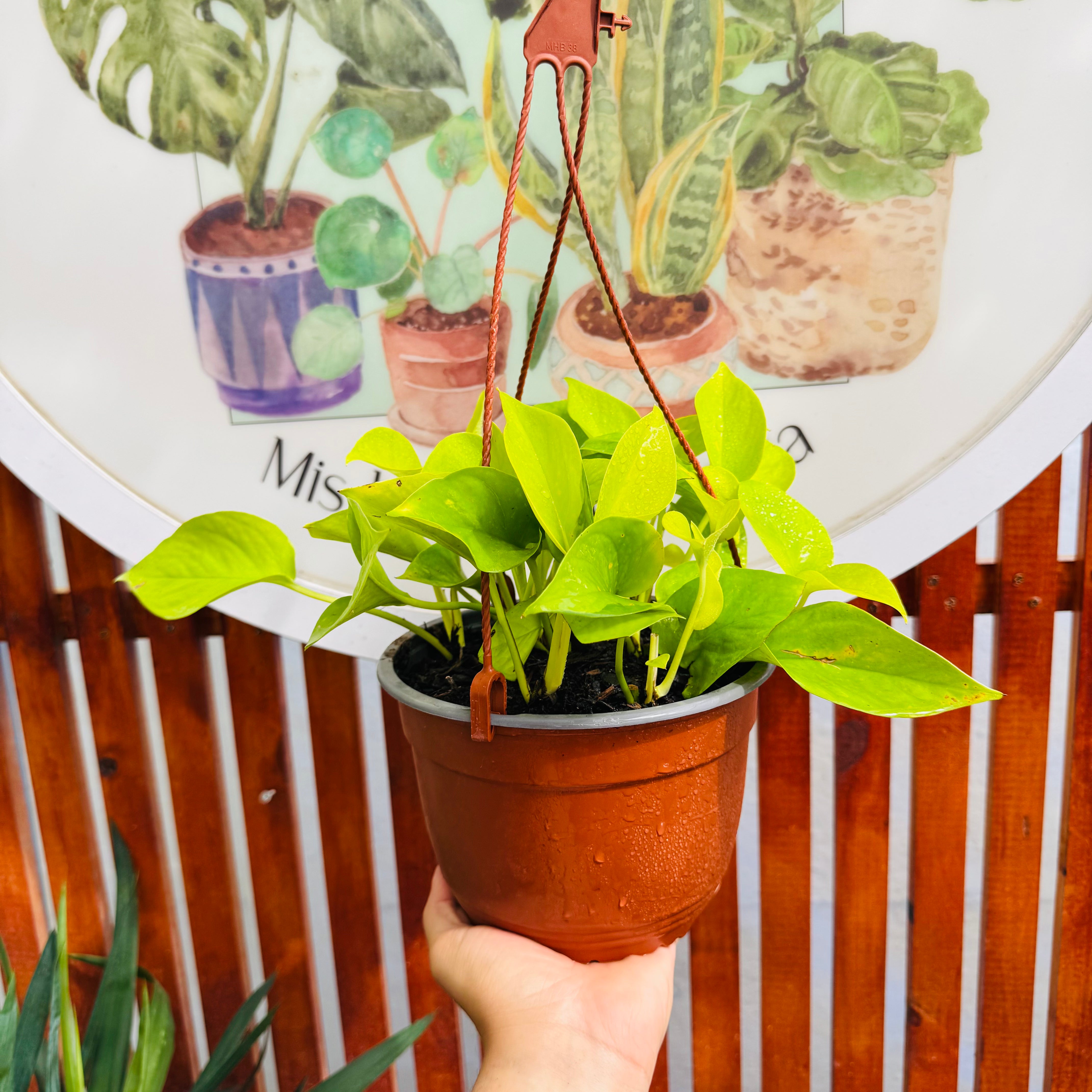 Pothus Neón