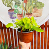 Pothus Neón