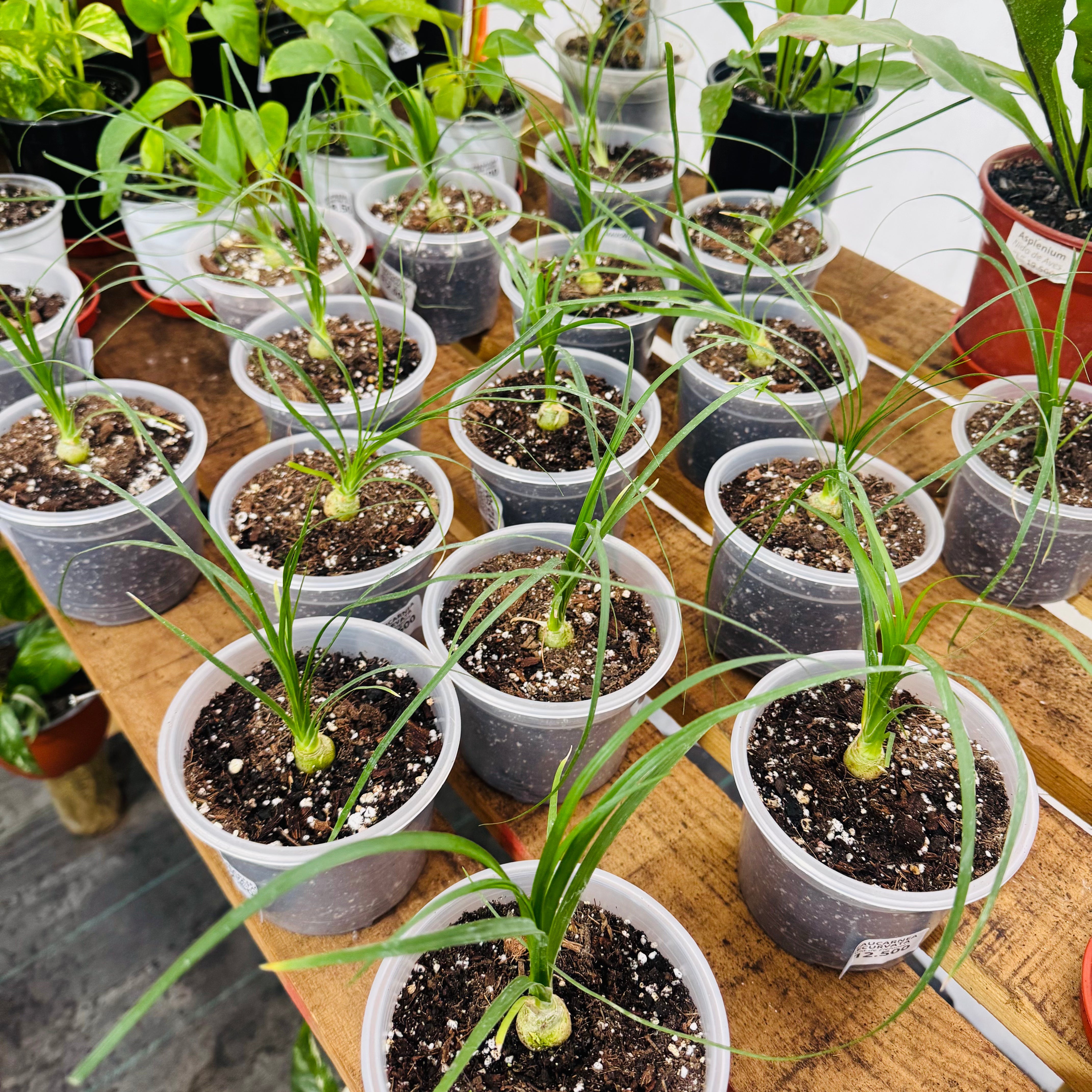 Pata de Elefante - Beaucarnea recurvata "formato s"