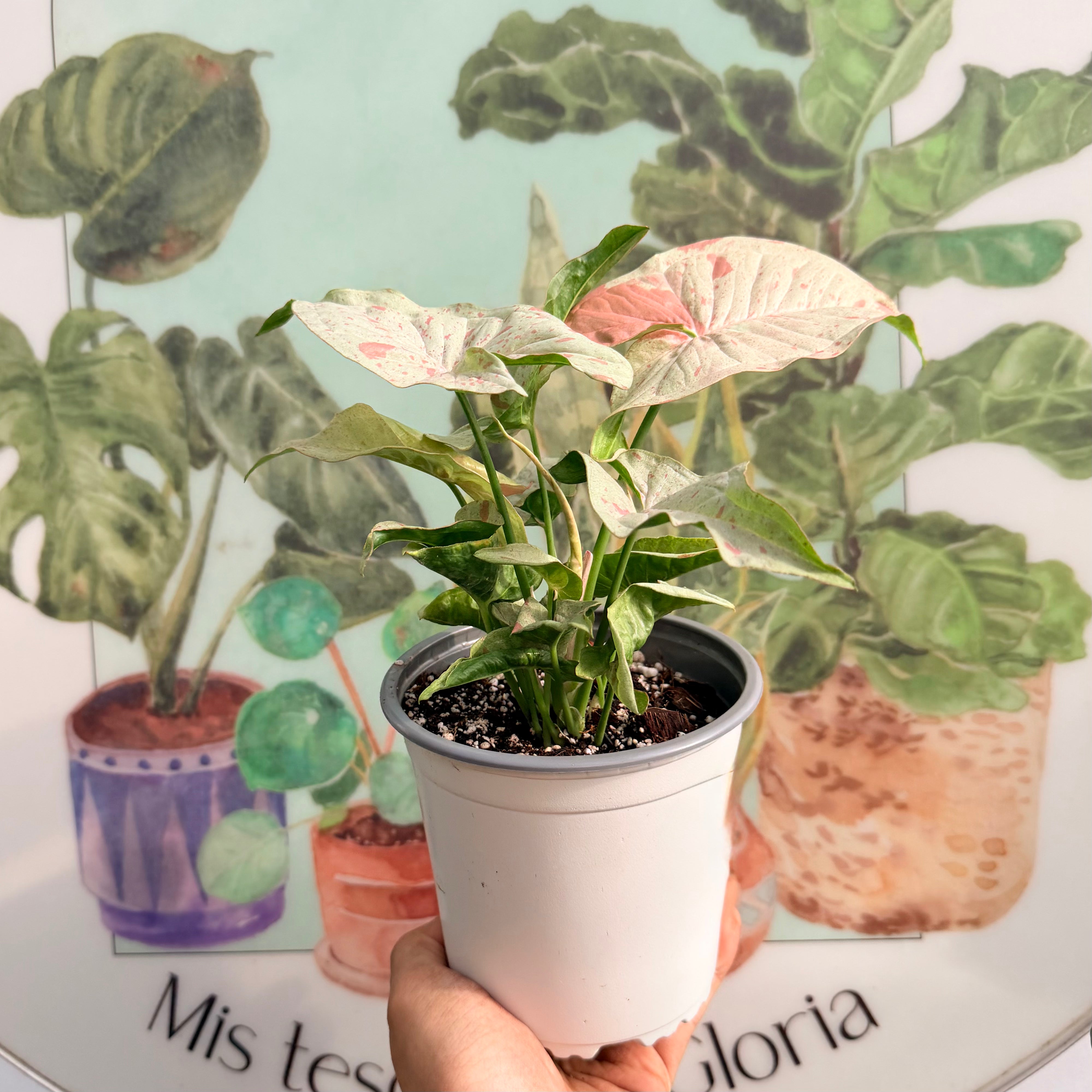 Singonio Confeti Milk