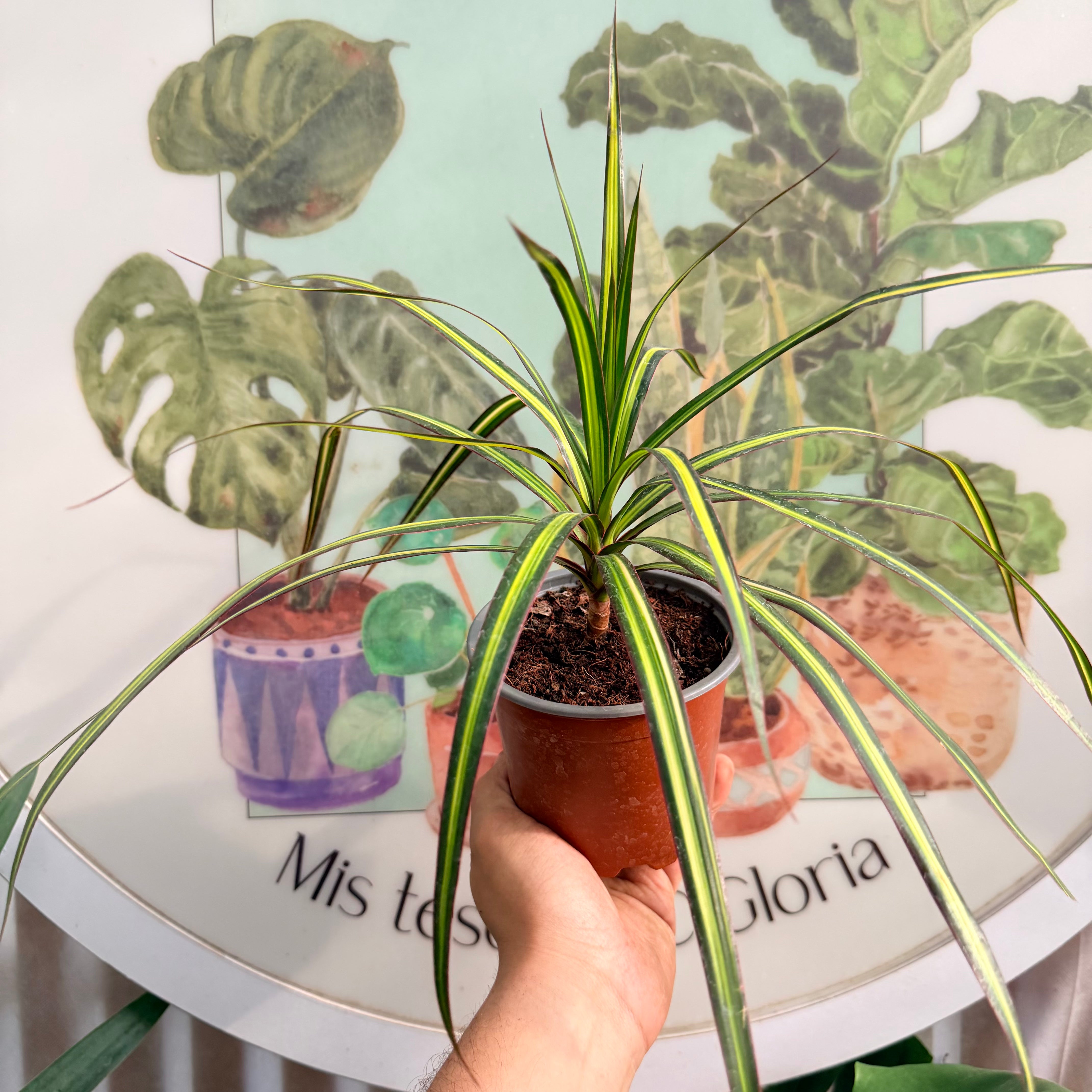 Dracena Kiwi Amarilla