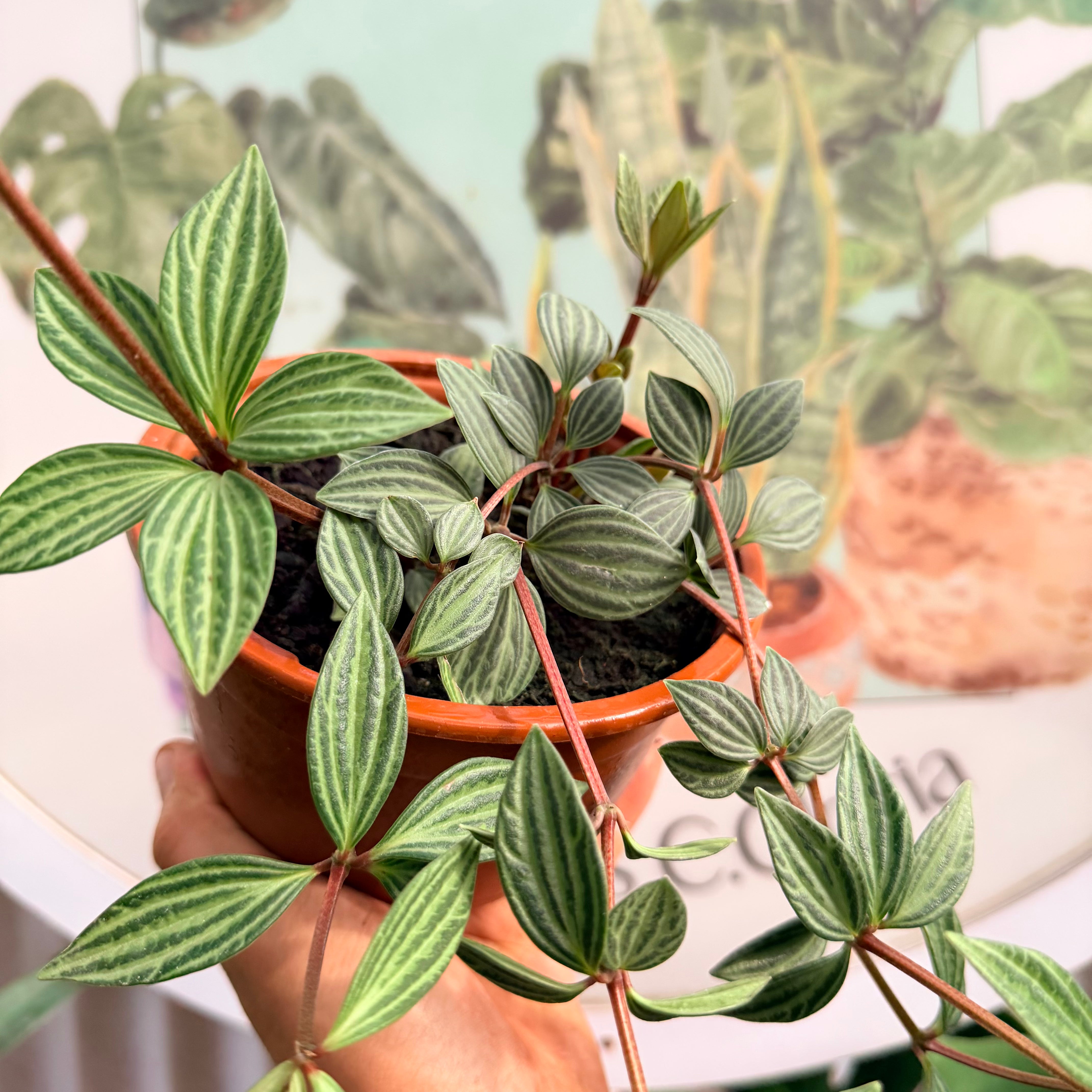 Peperomia Puteolata