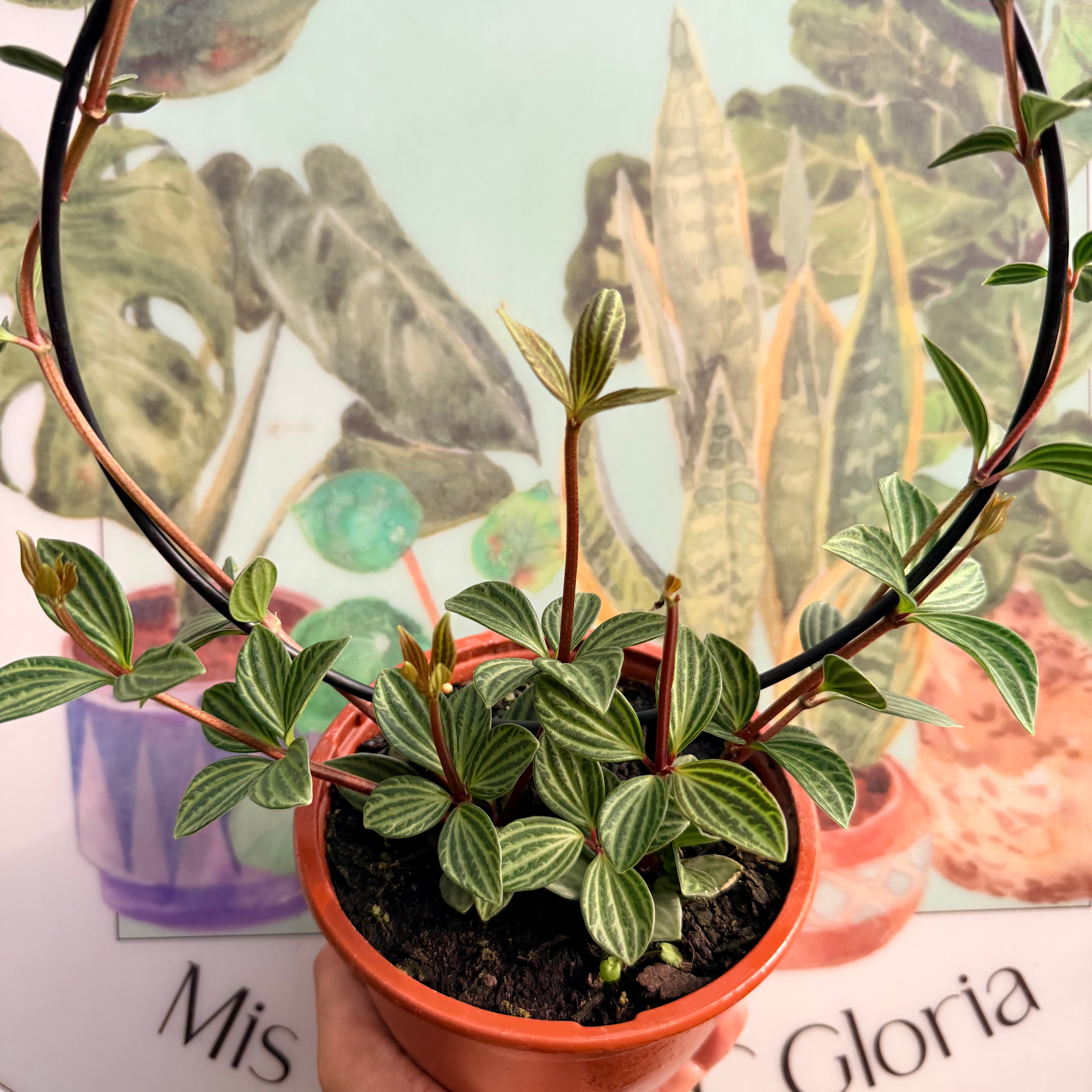 Peperomia Puteolata especial