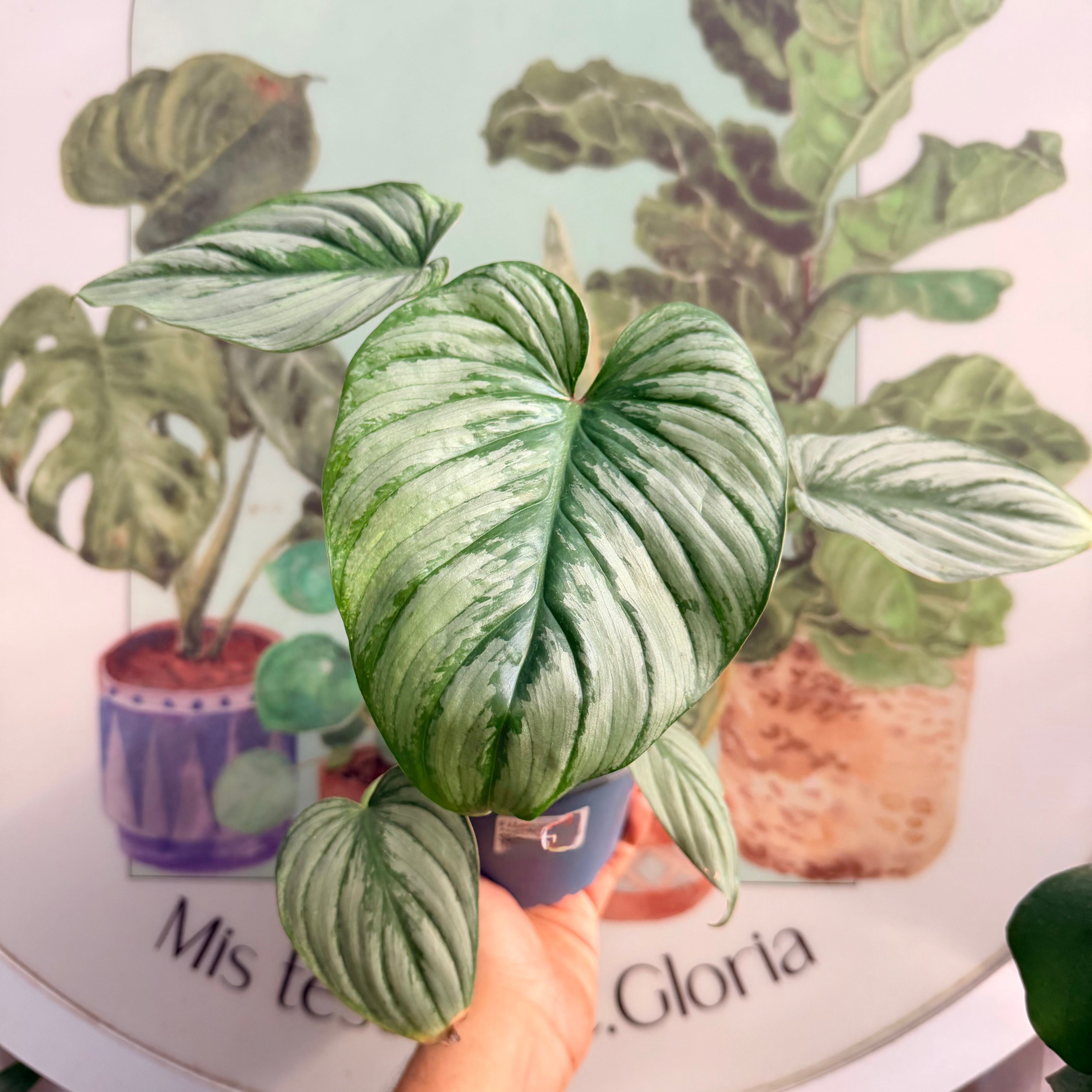 Filodendro Pastazanum Silver