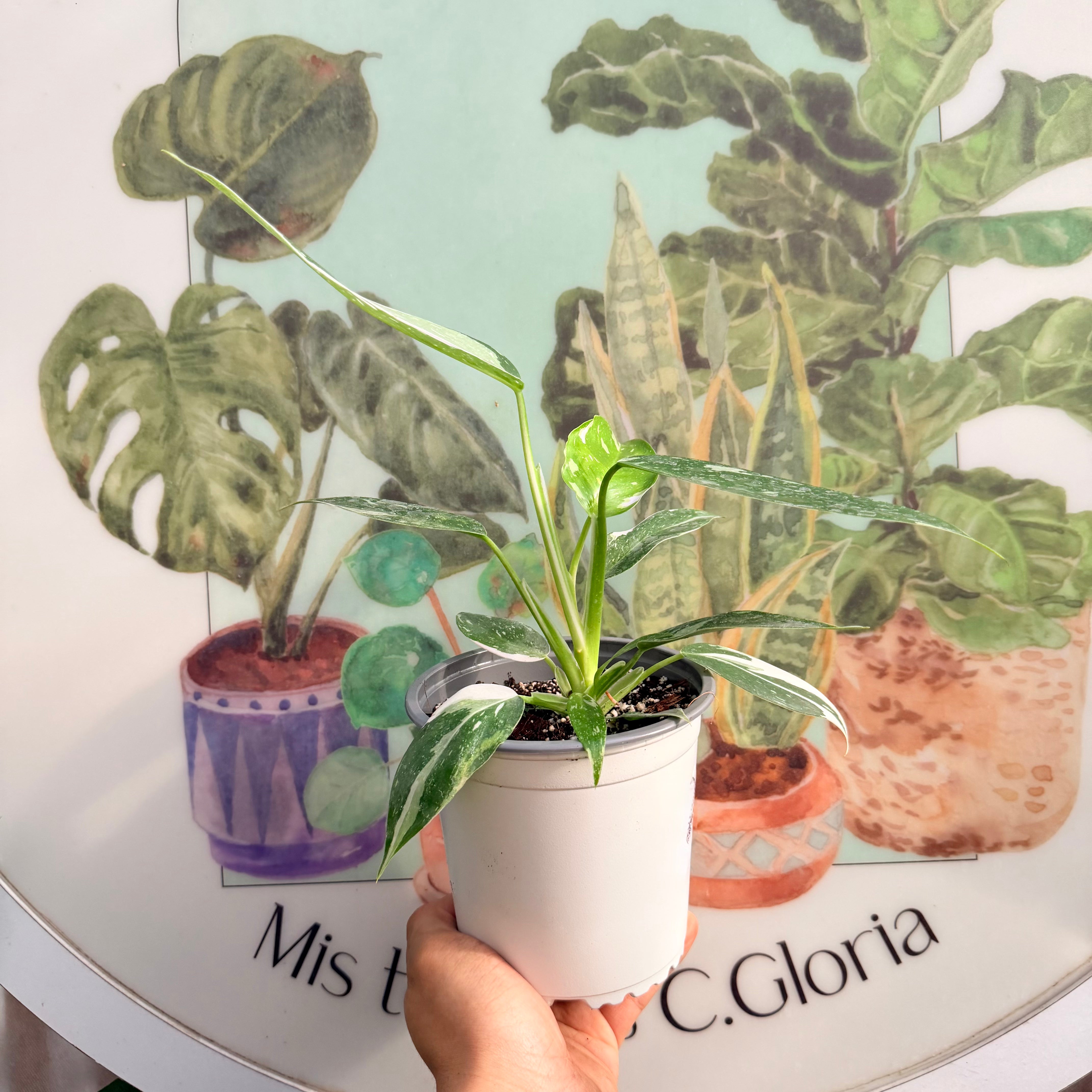 Filodendro White Wizard