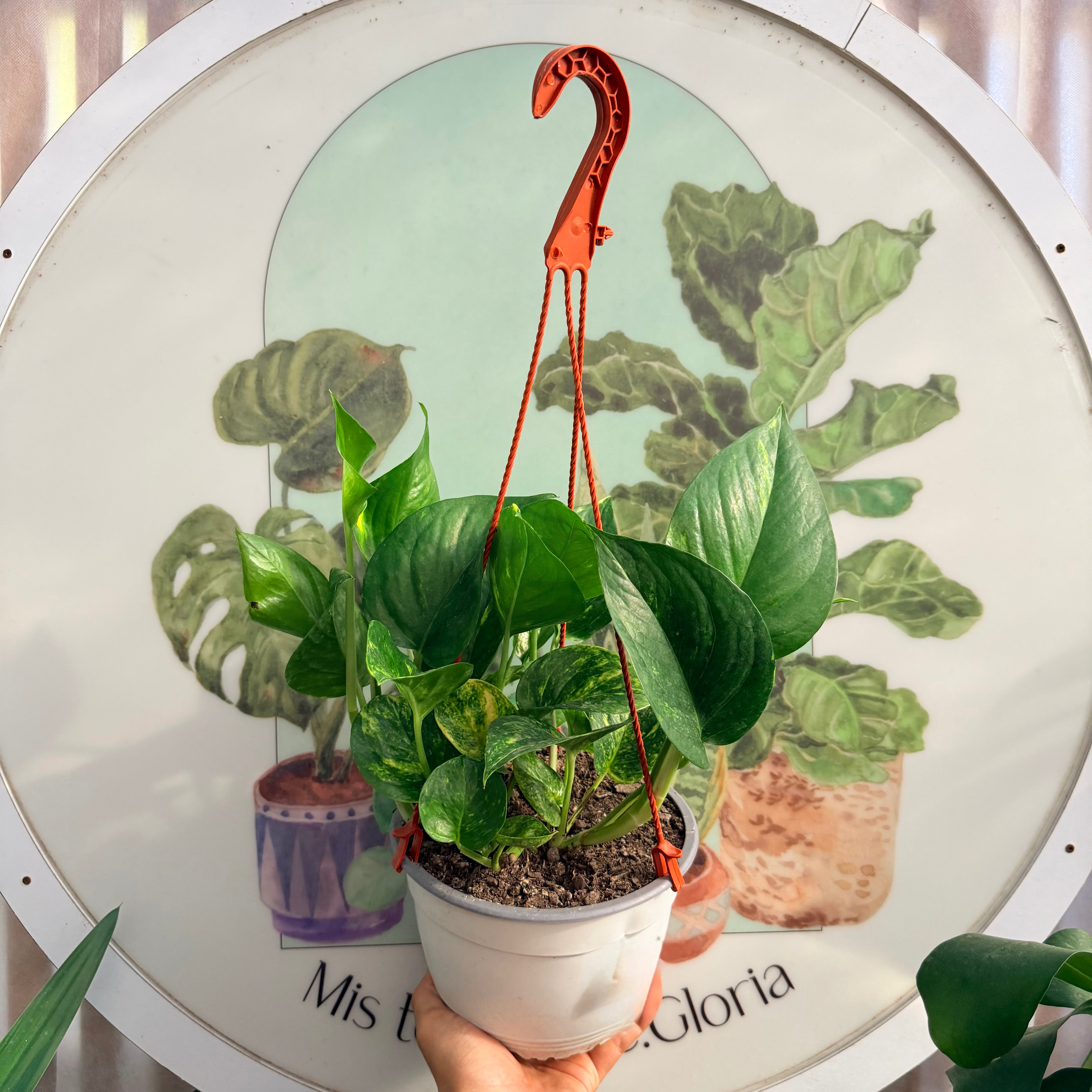 Pothus Gold "Hoja Gigante"