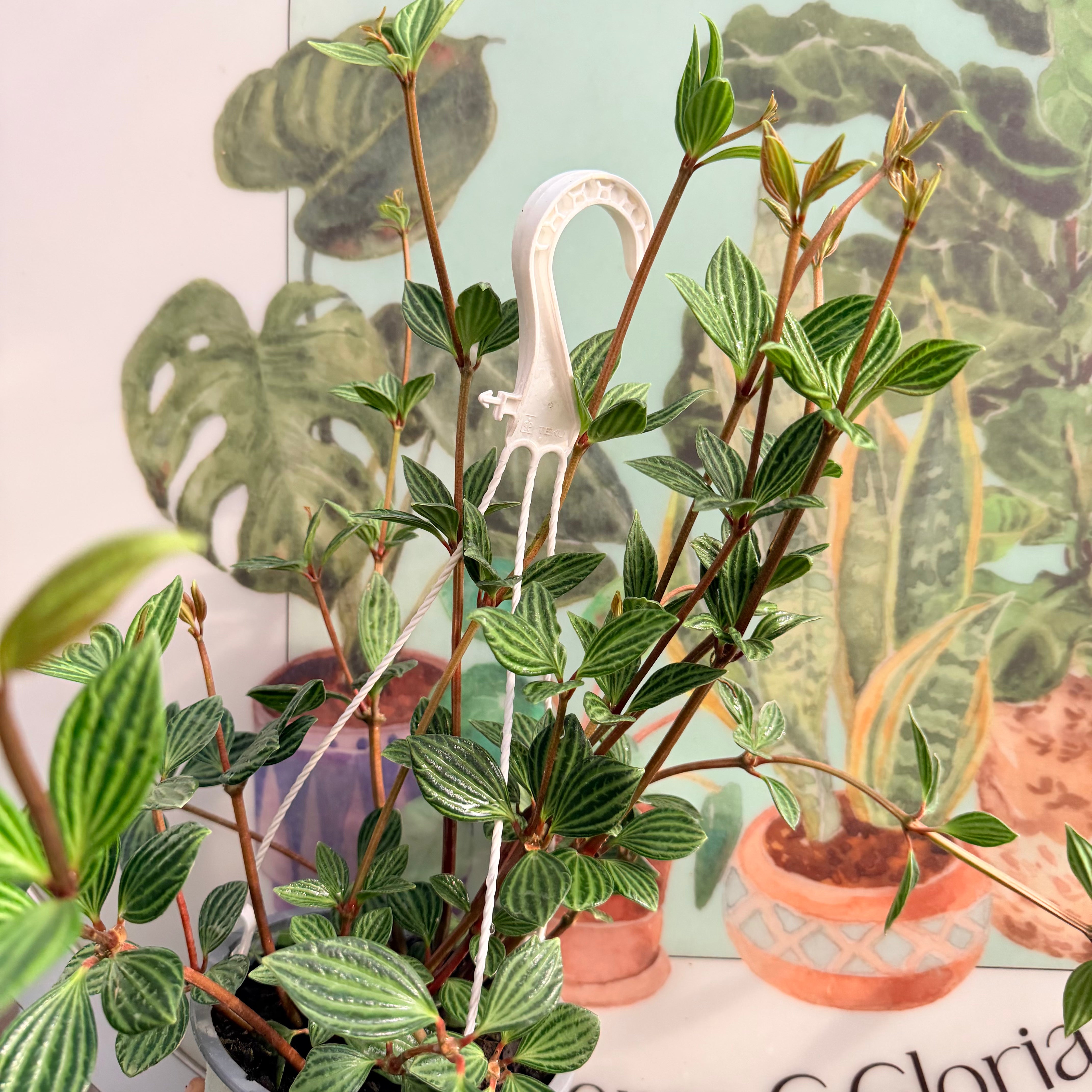 Peperomia Puteolata