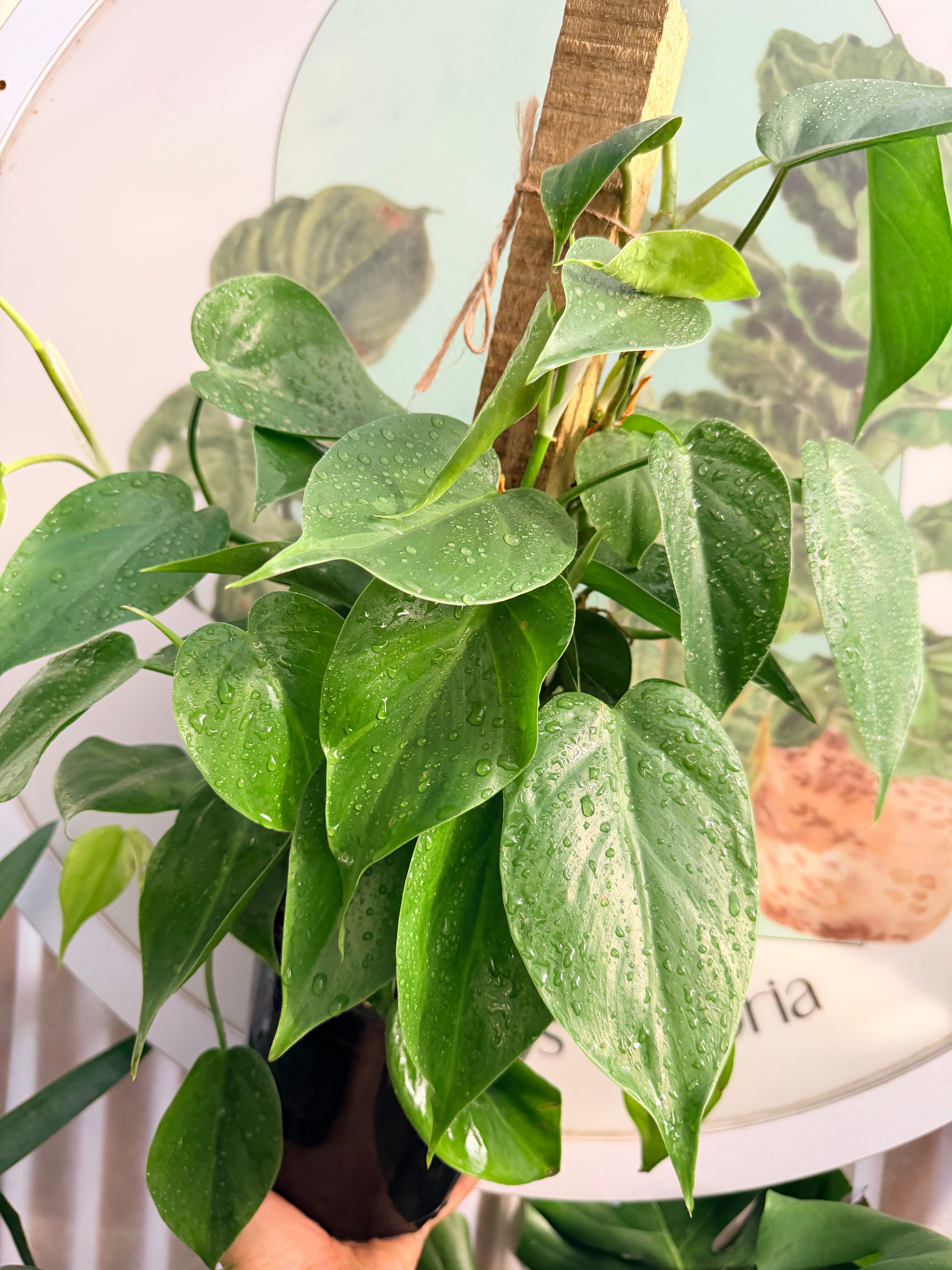 Cordatum Verde con tótem