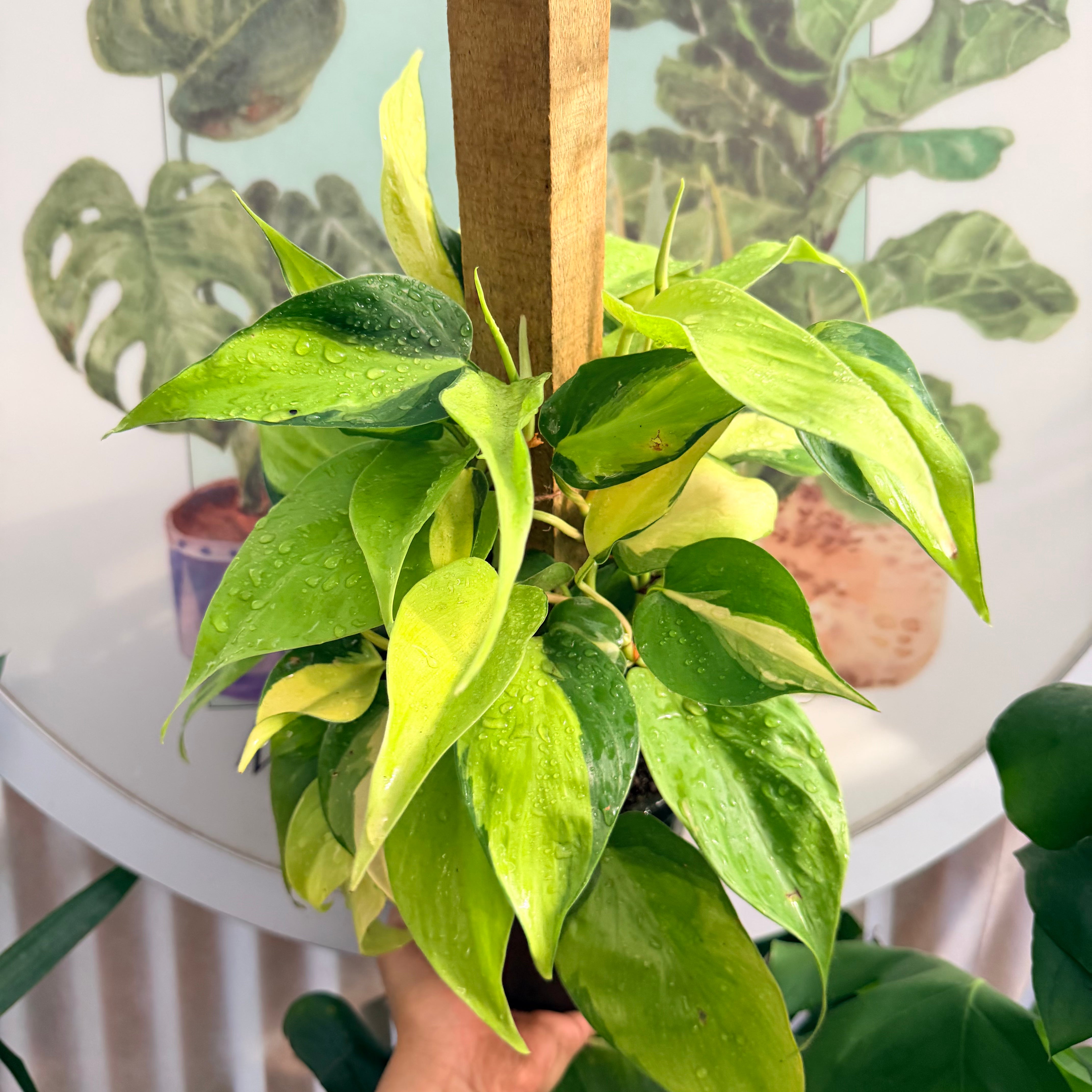 Cordatum Brasil con tótem