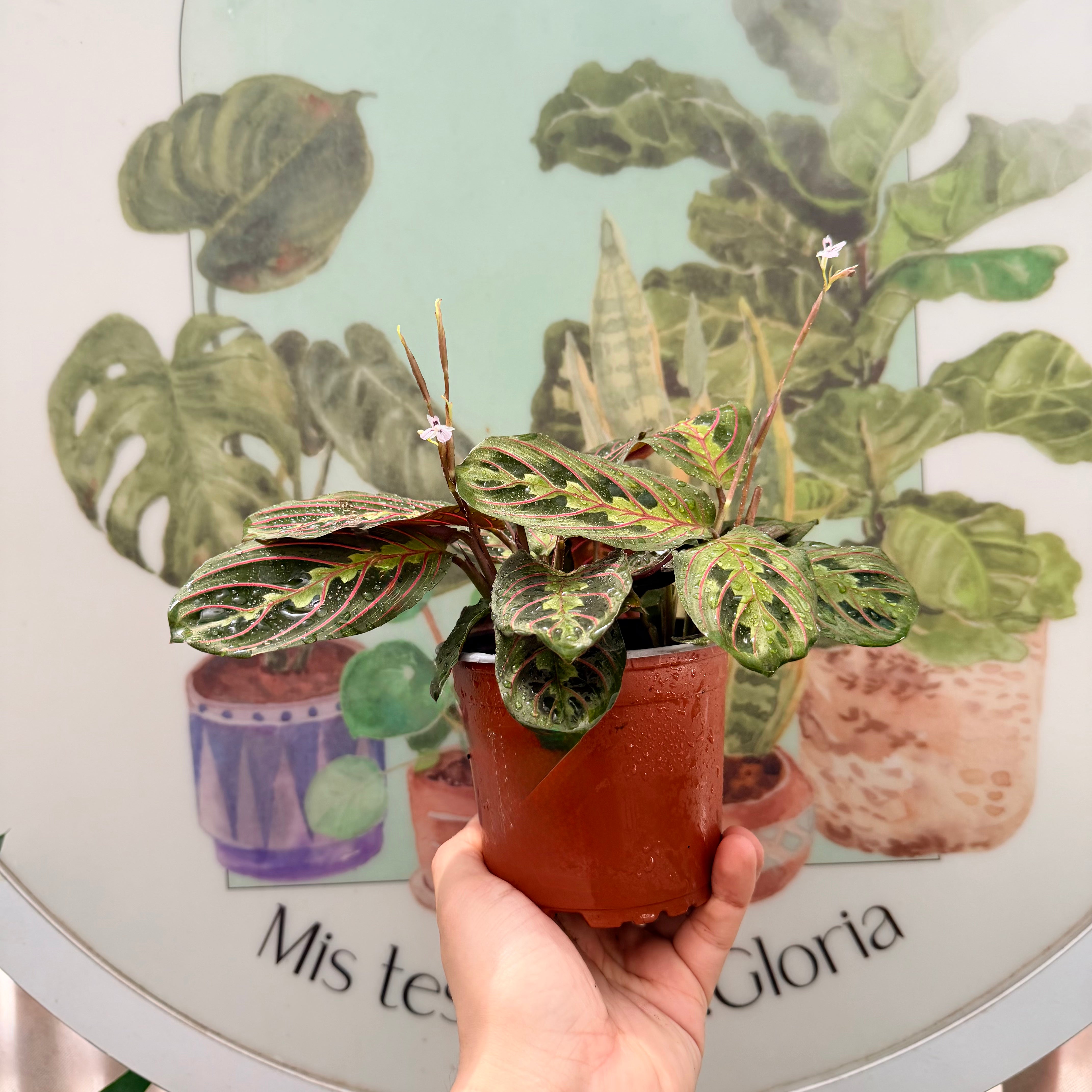 Maranta Leuconeura Tricolor