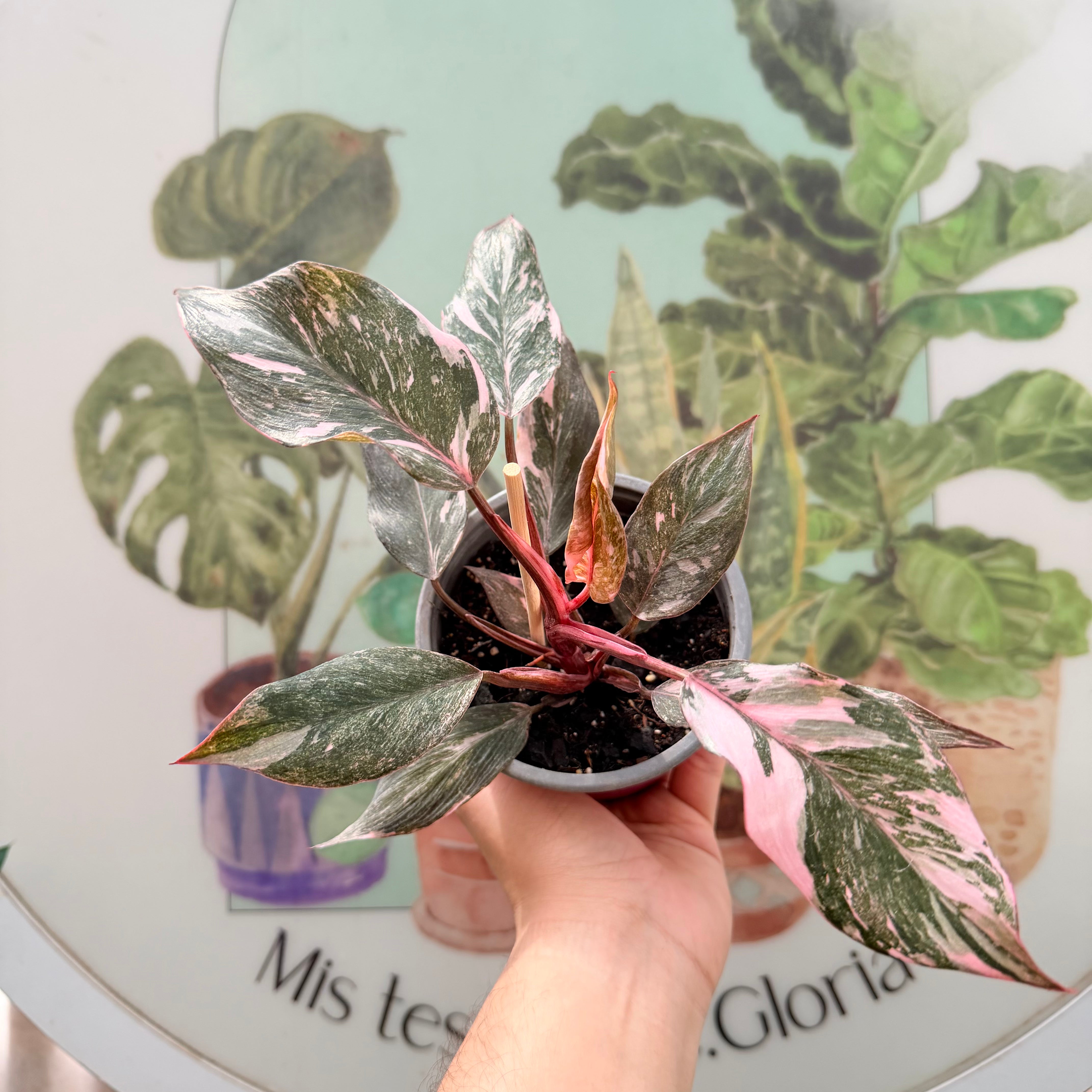 Filodendro Galaxy Pink Princess