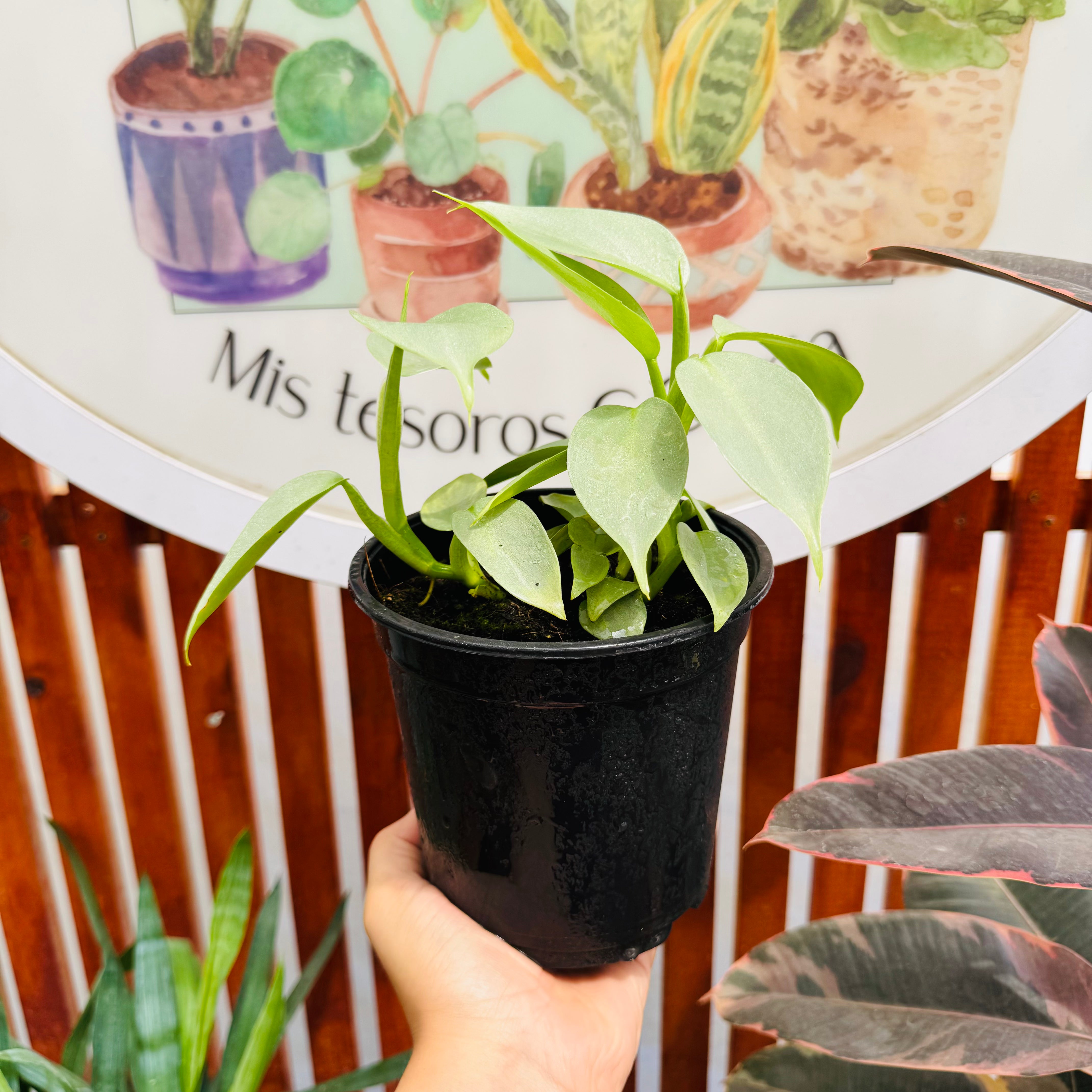 Philodendron Hastatum Silver Sword