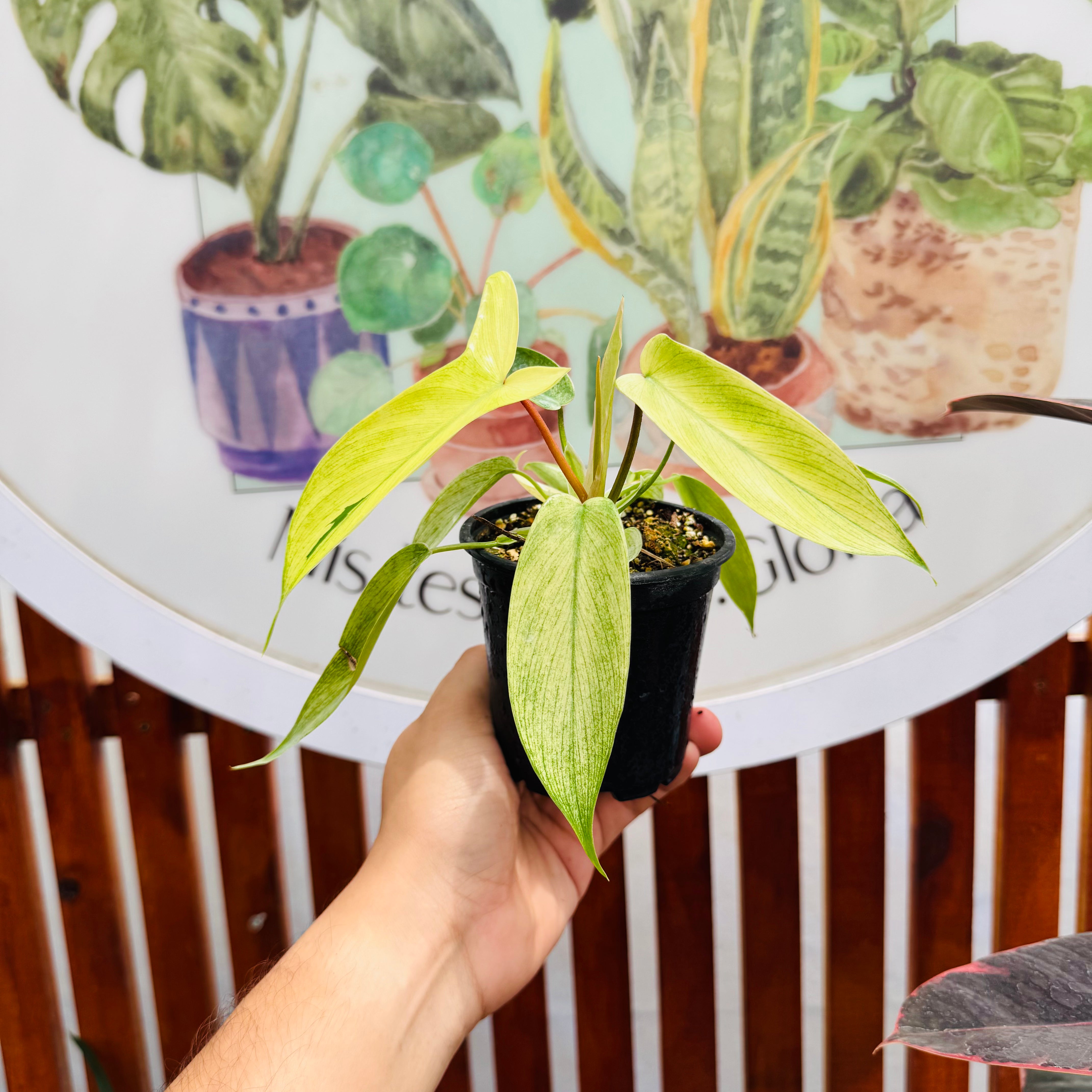 Philodendro Florida Ghost