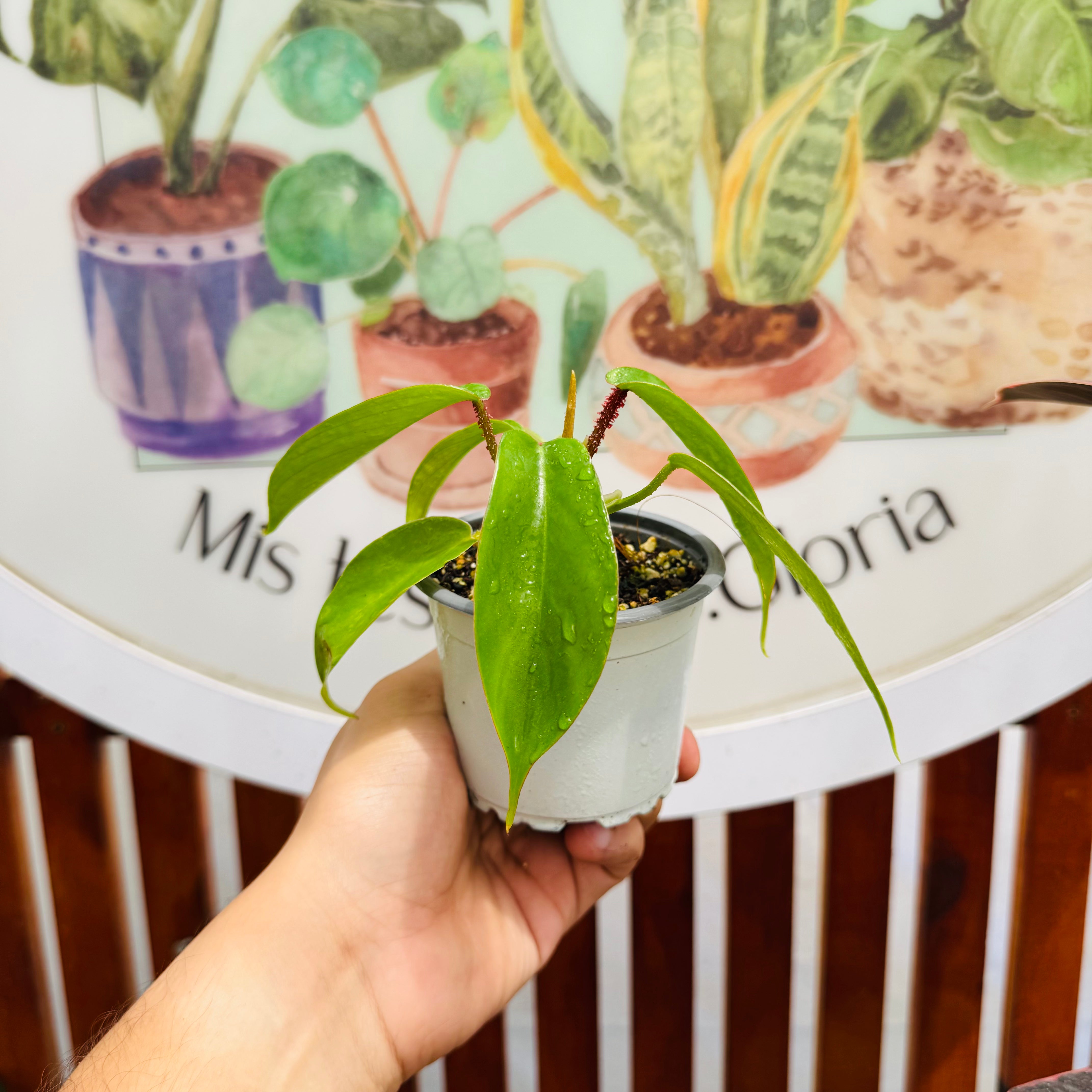 Philodendro Squamiferum