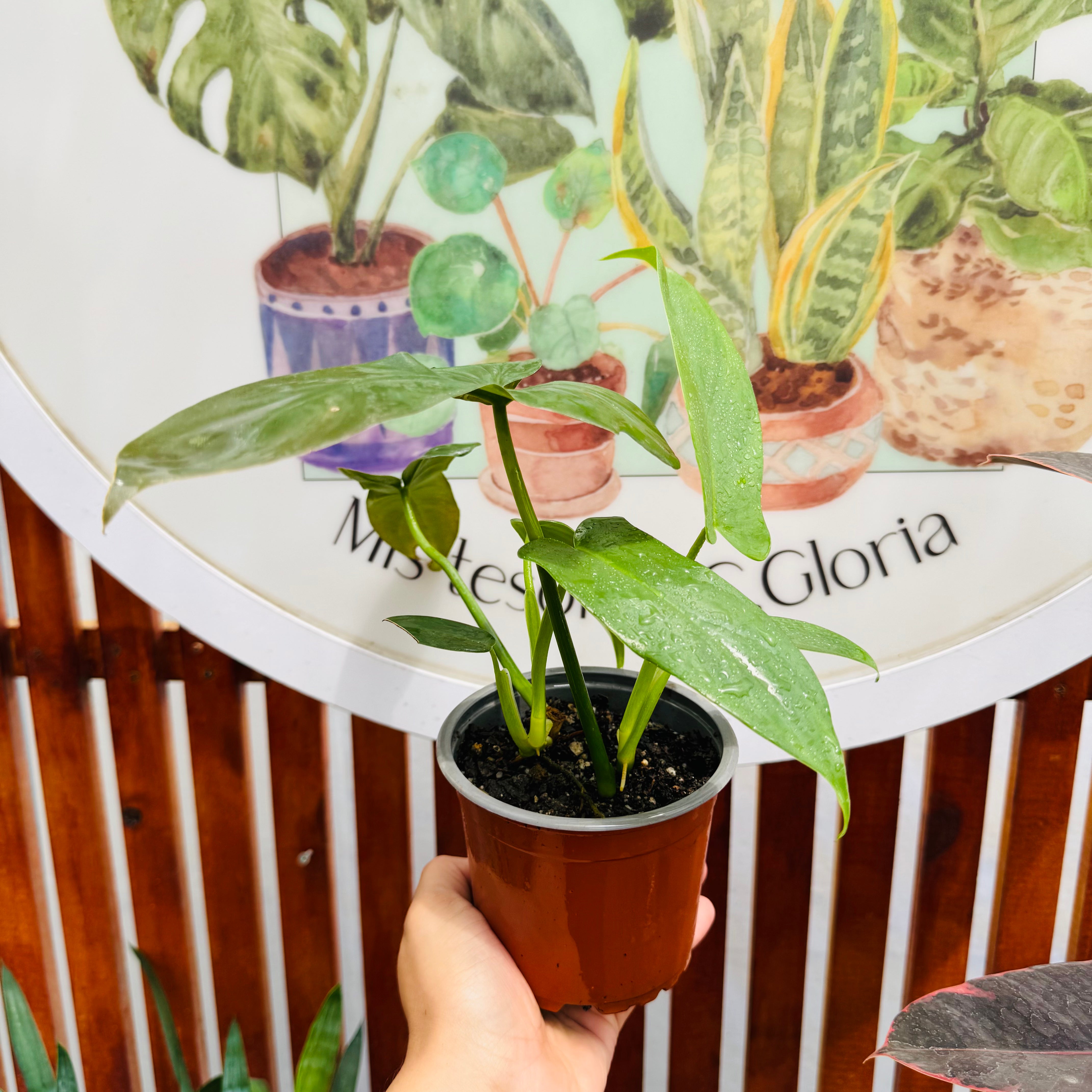 Philodendro Panduriforme