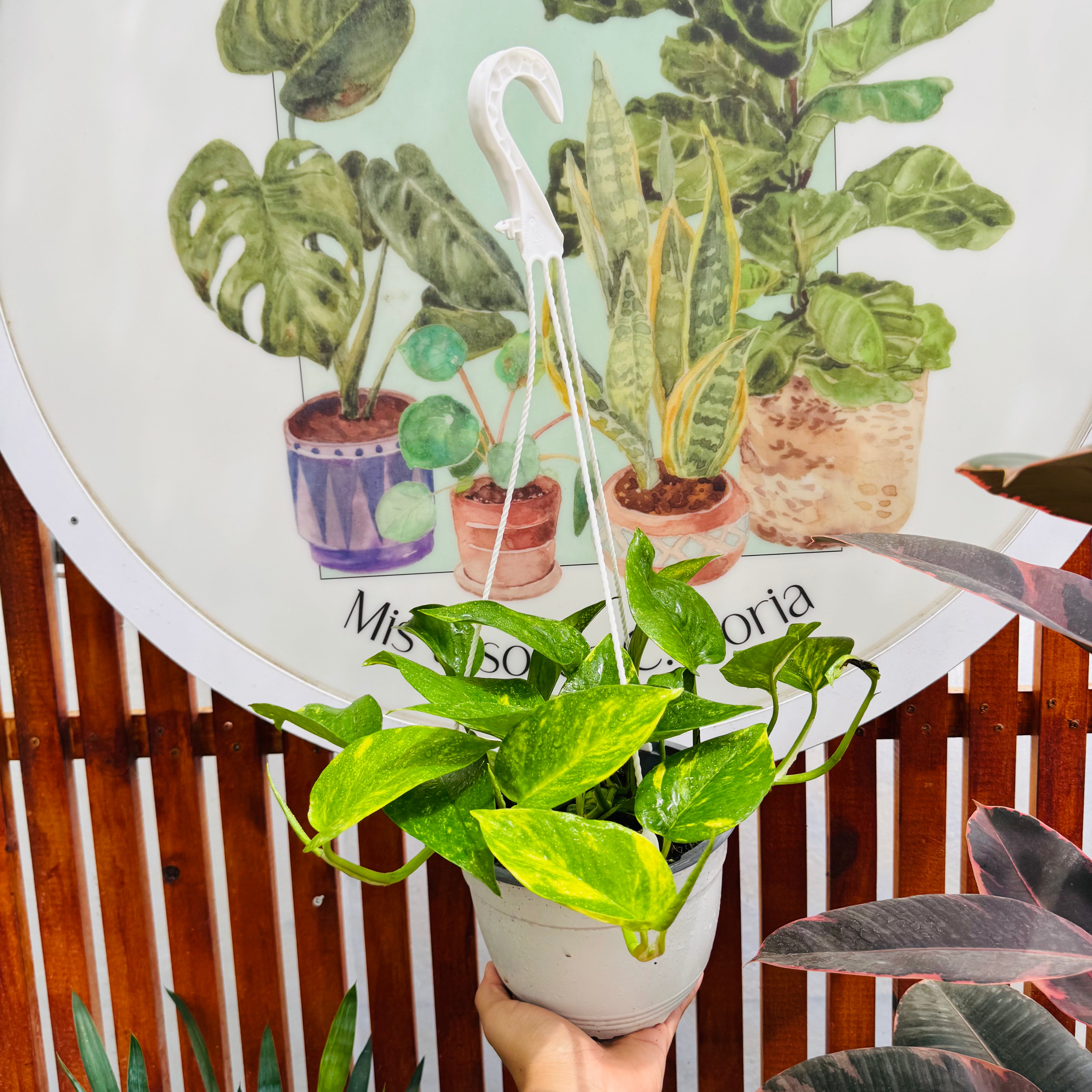 Pothus Gold (formato paila)