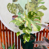 Monstera Thai Constellation