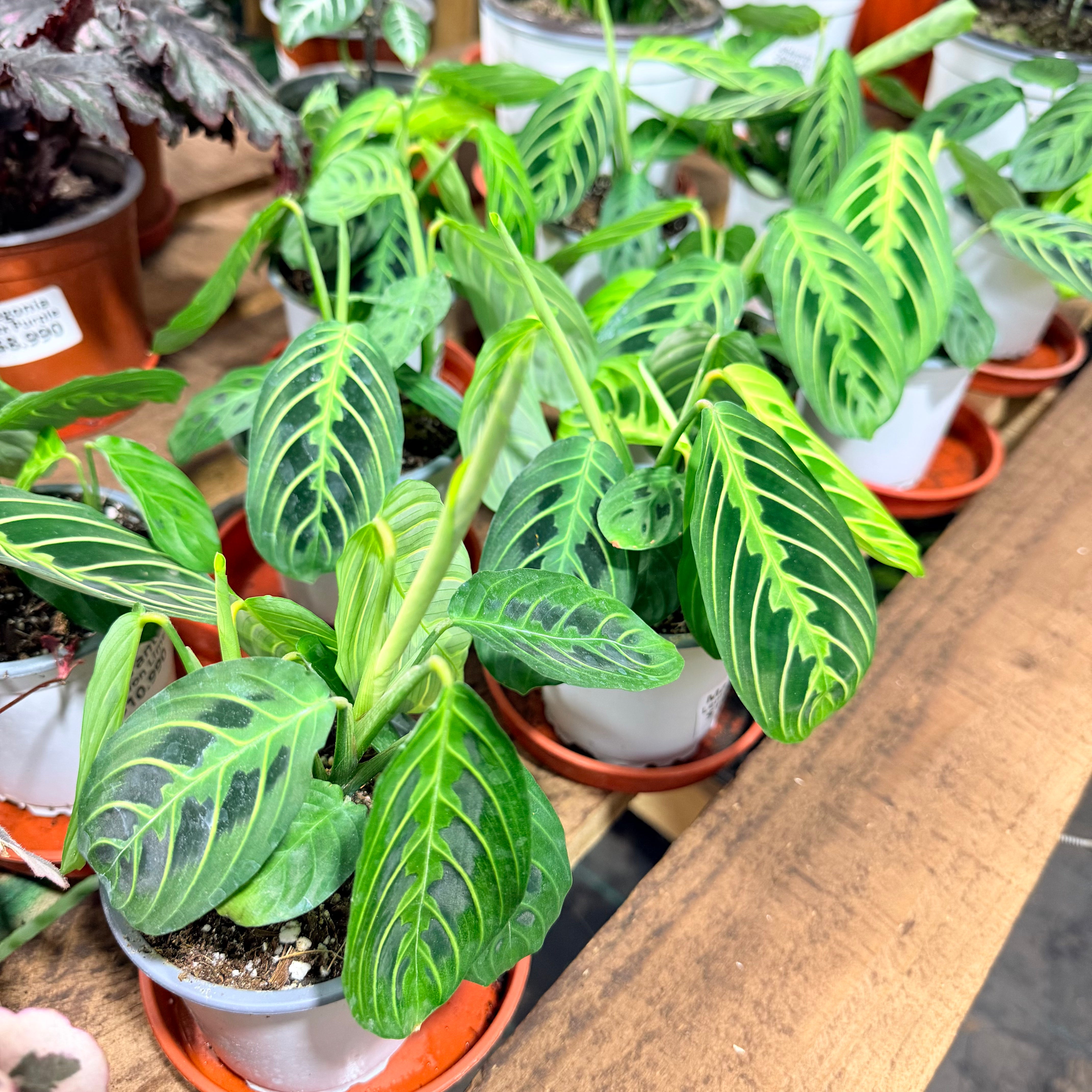 Maranta Lemon Lime DOBLE