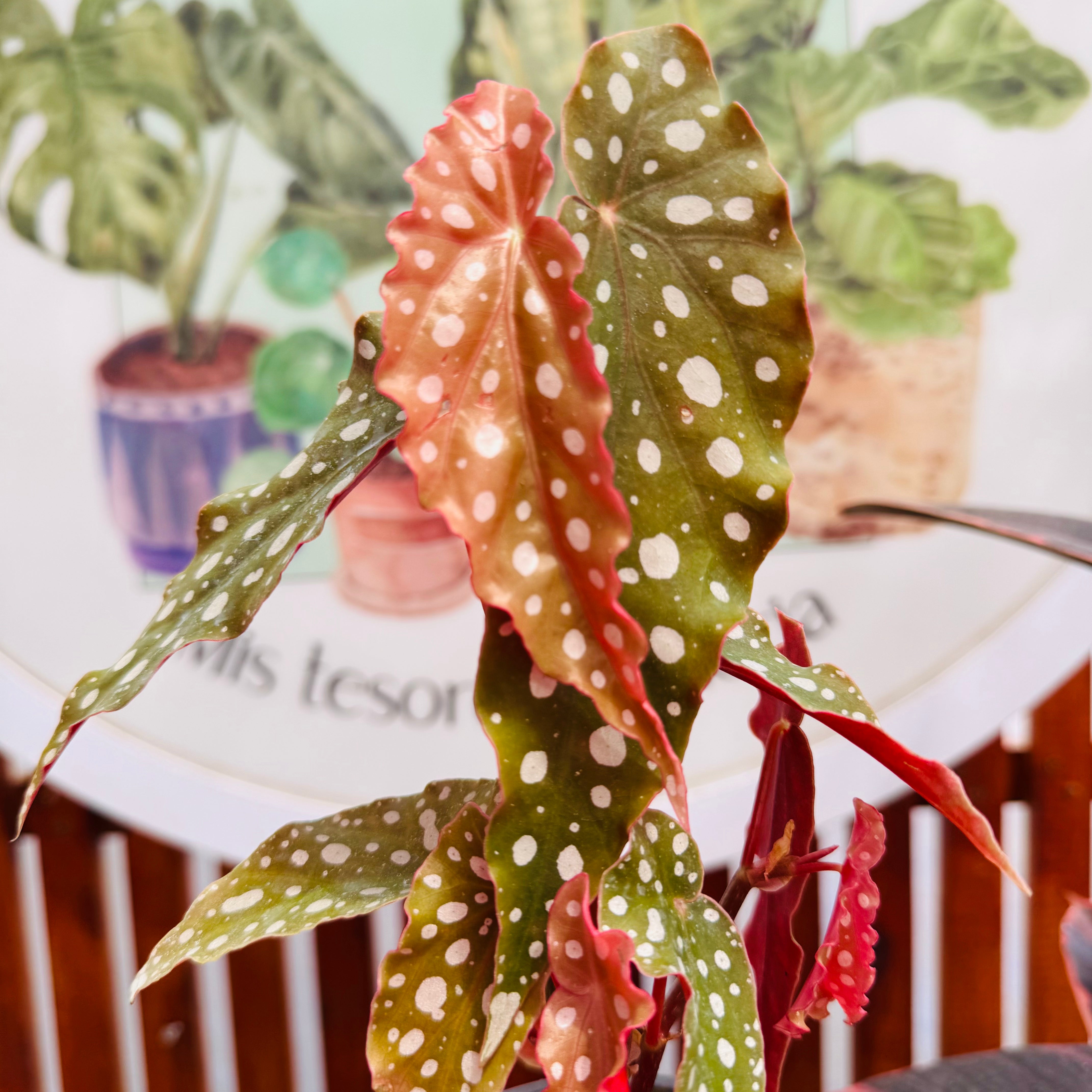 Begonia Maculata