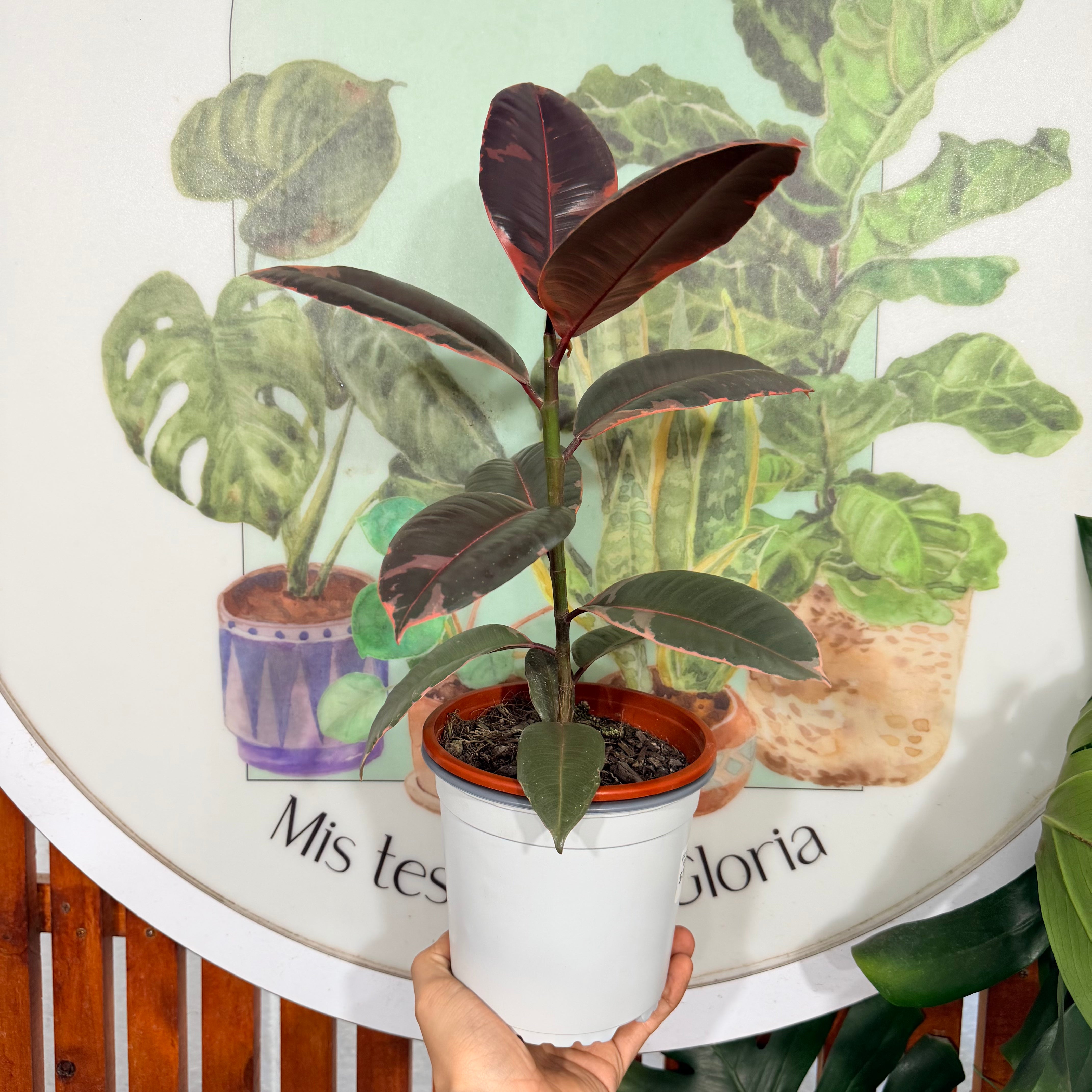Ficus/Gomero Rubi-Belice Pink