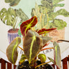 Begonia Listada