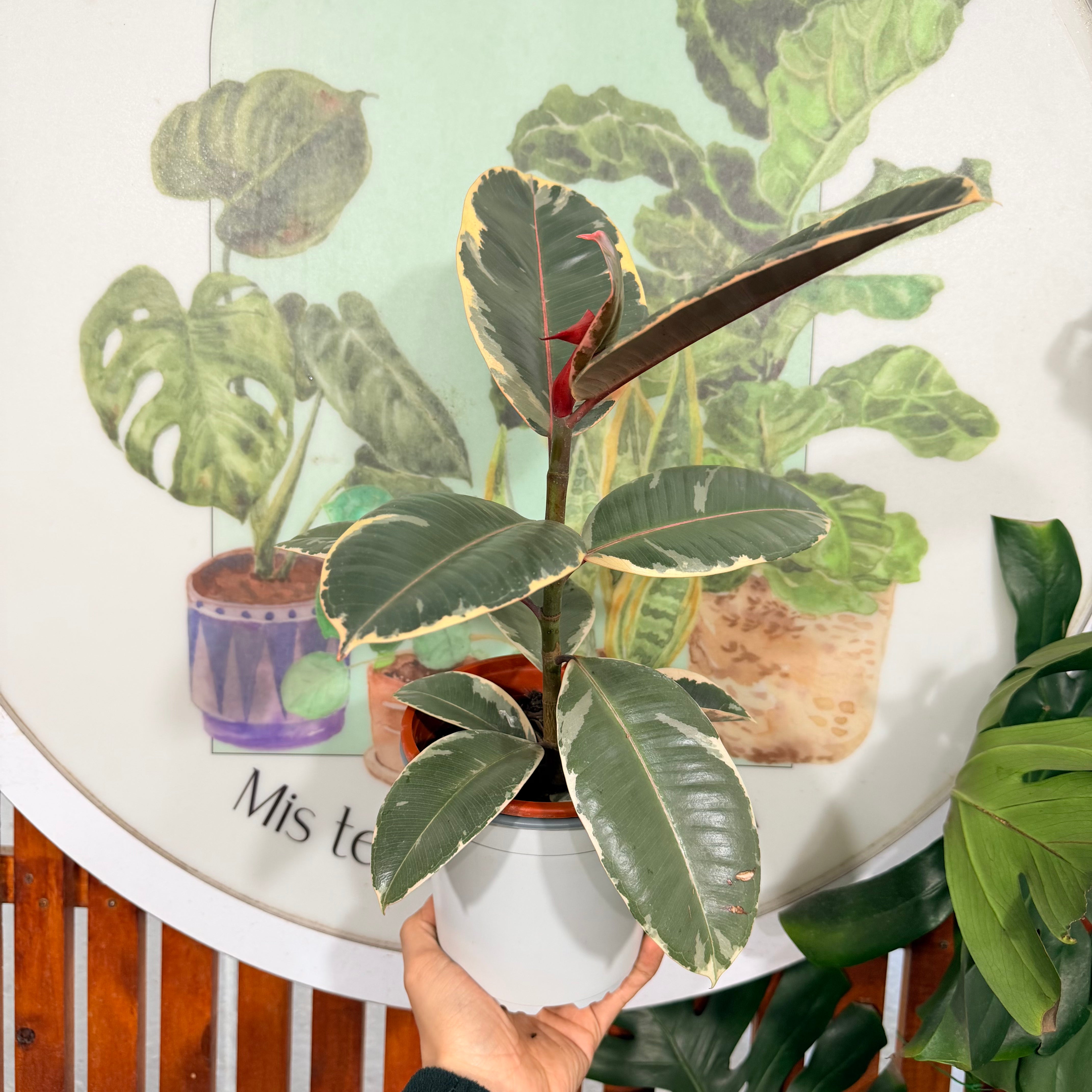 Ficus/Gomero Tineke Pink