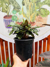 Calathea Makoyama