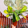 Ctenanthe Golden