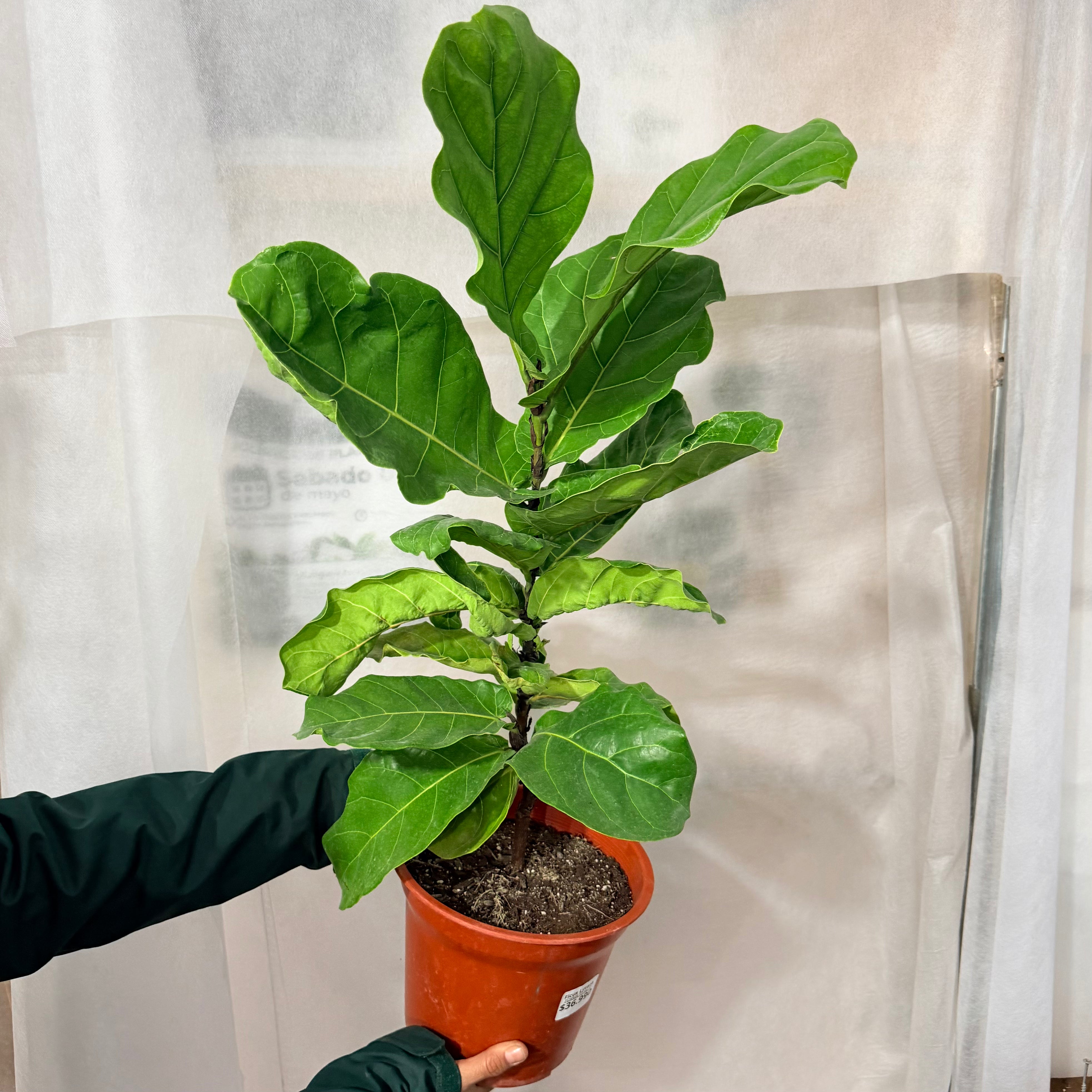 Ficus Lyrata 70-80cm
