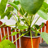 Pilea Peperemoides