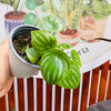 Peperomia Watermelon / Sandia