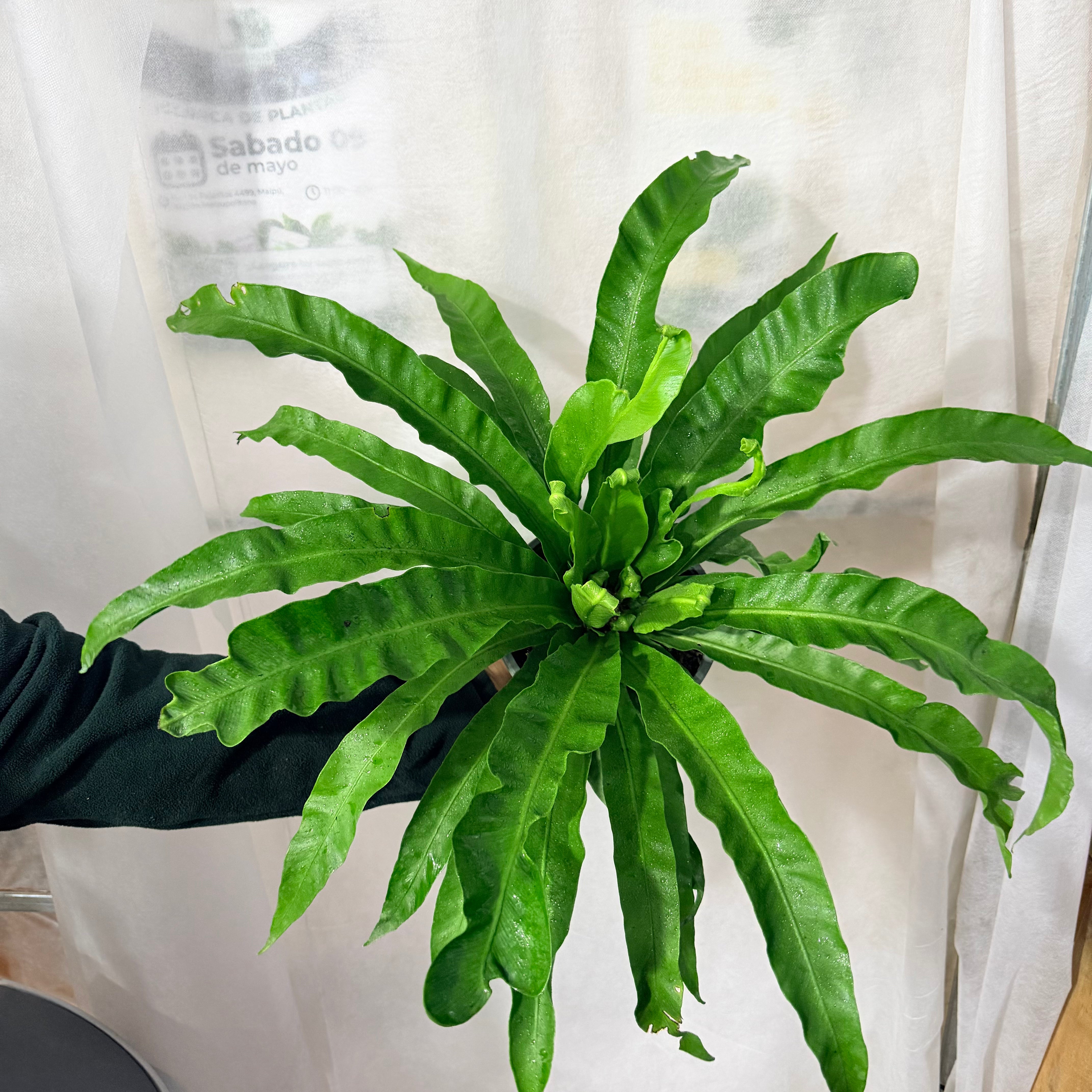Asplenium Nidus