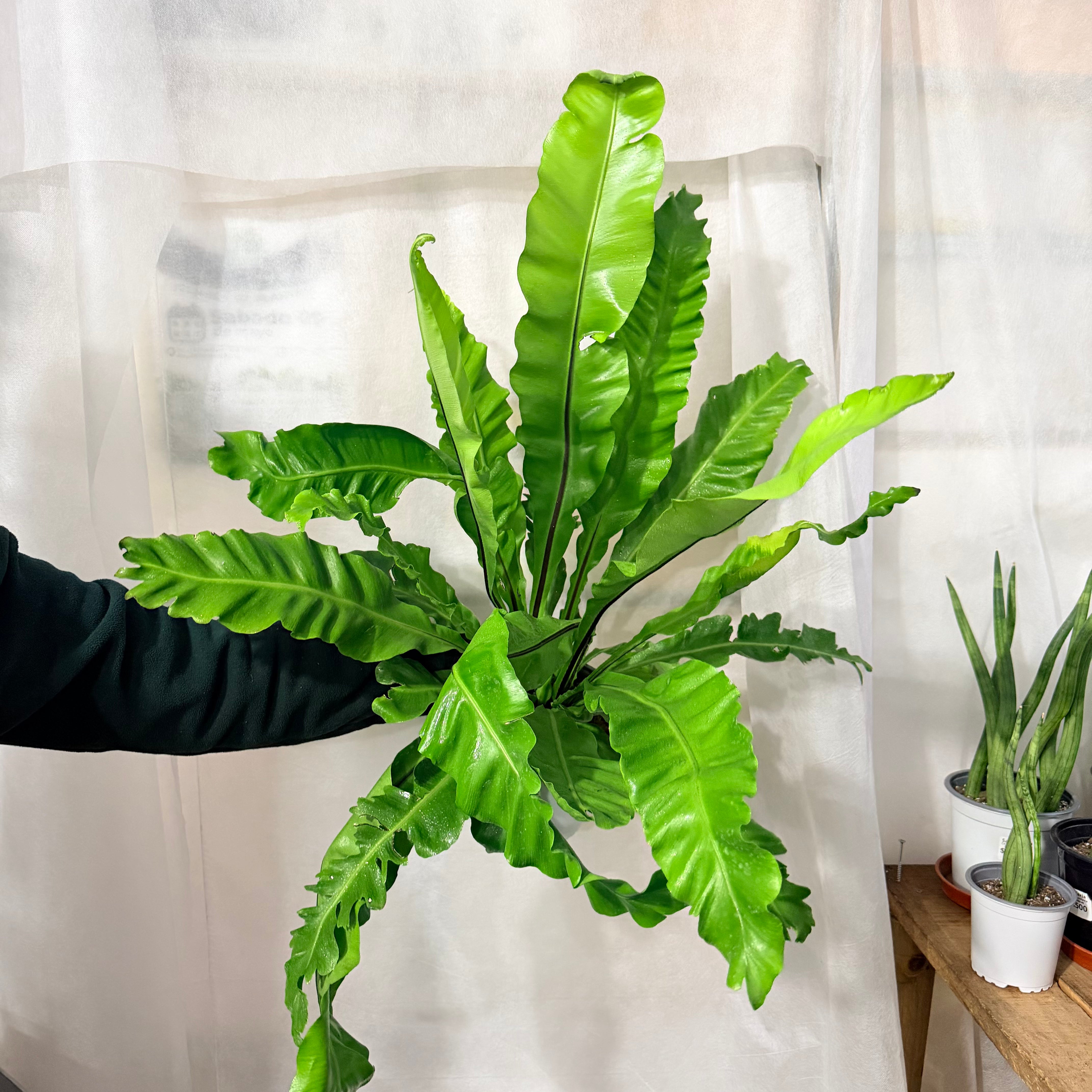 Asplenium "Nido de Ave"