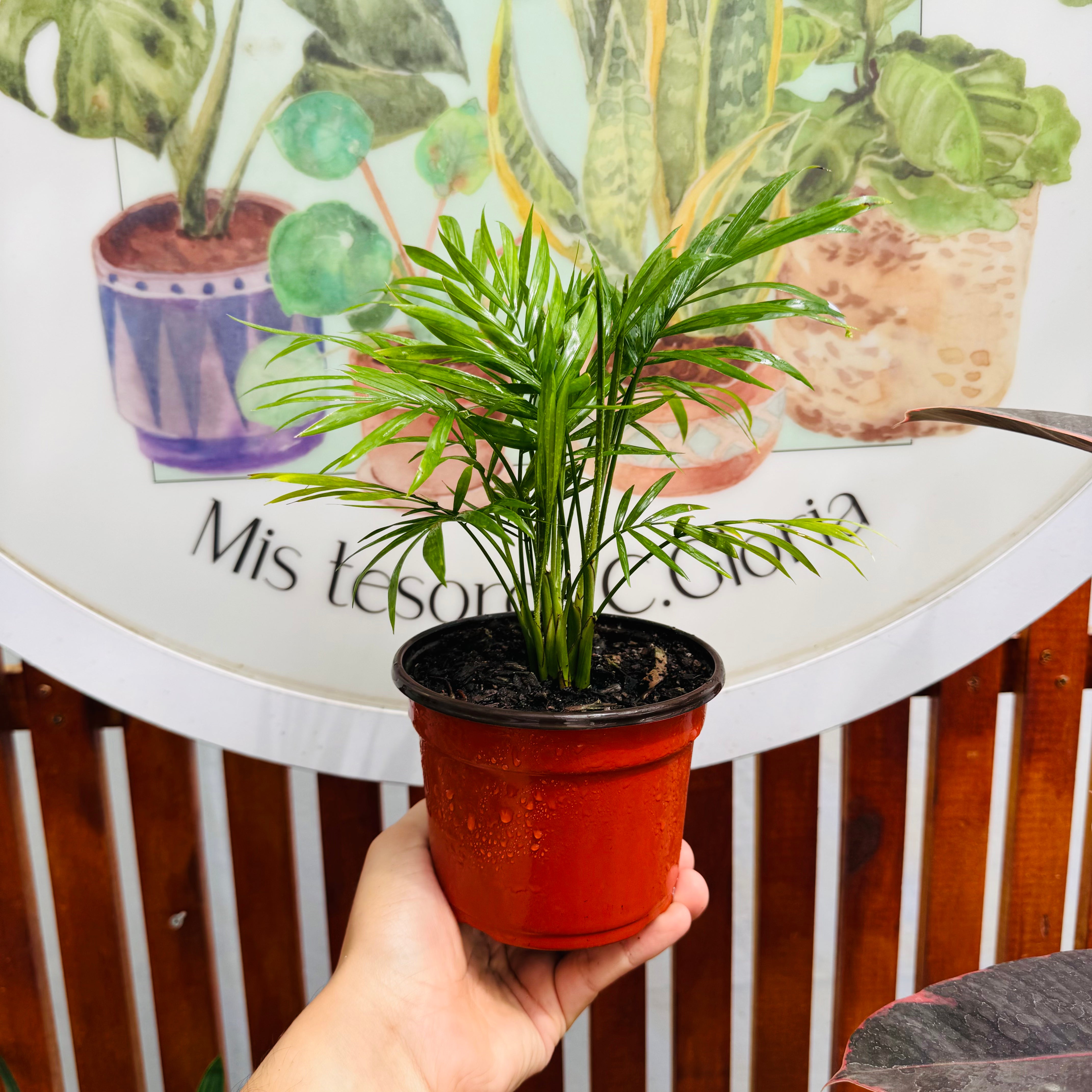 Chamamadorea Elegans "s"