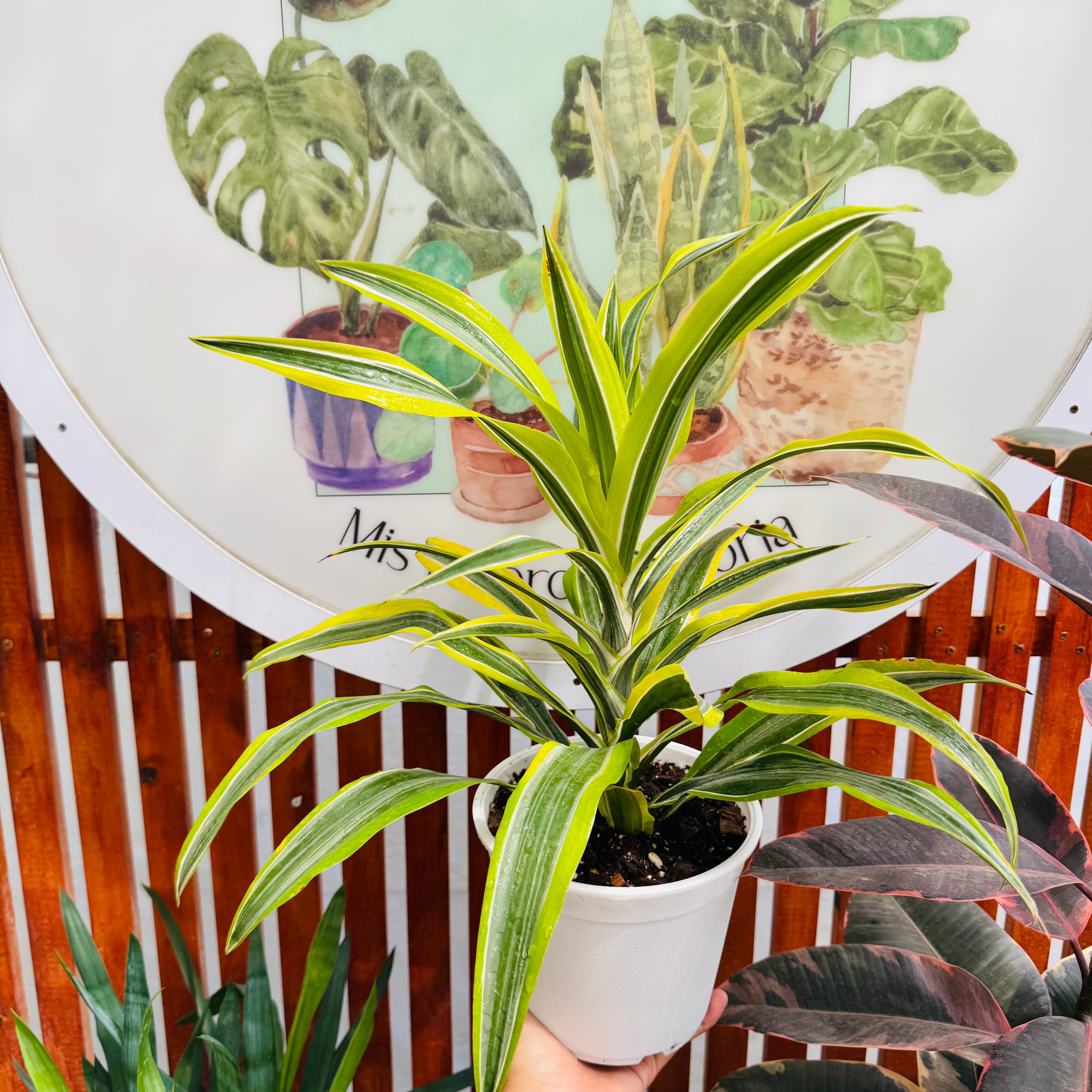 Dracena Lemon Lime 🍋