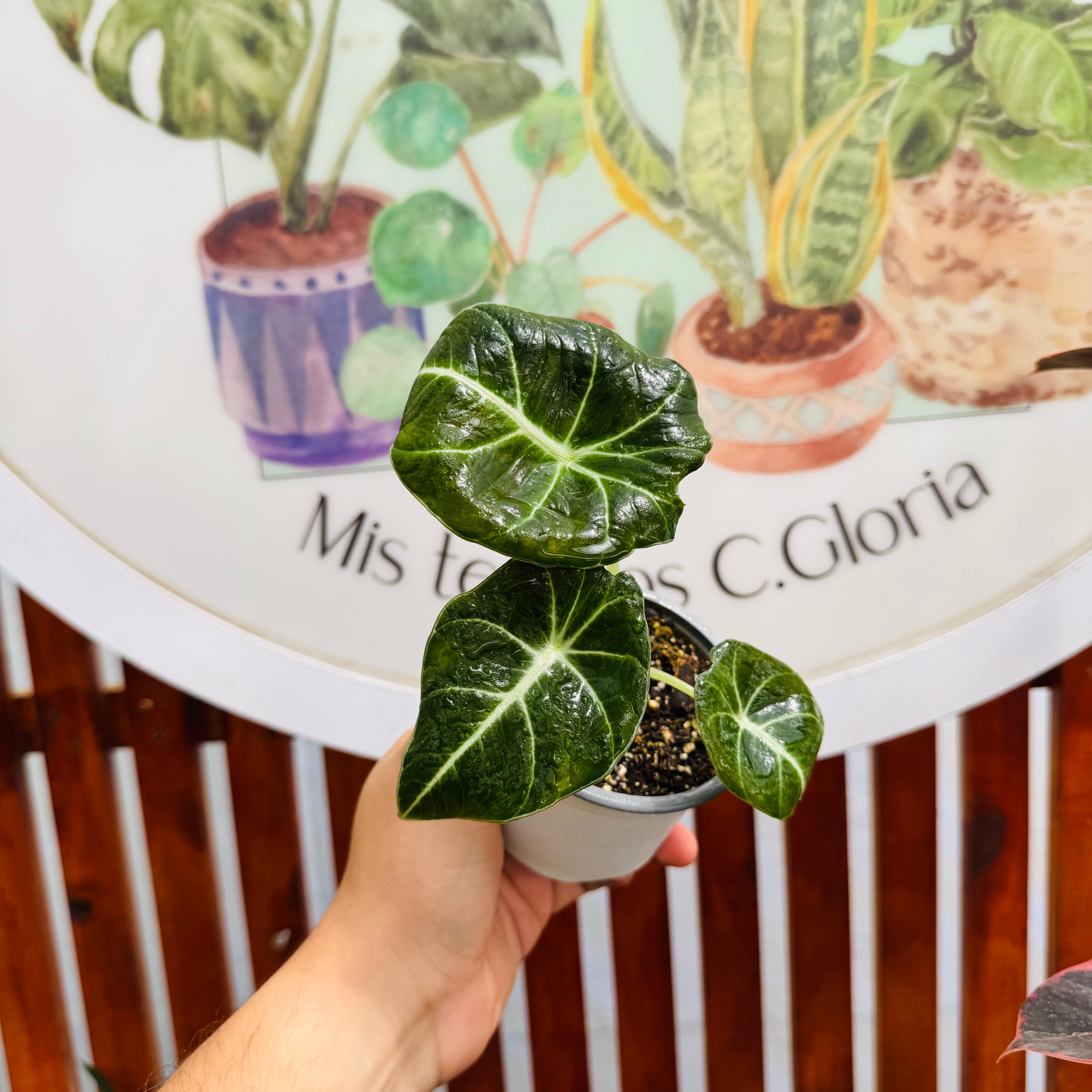 Alocasia Black Velvet
